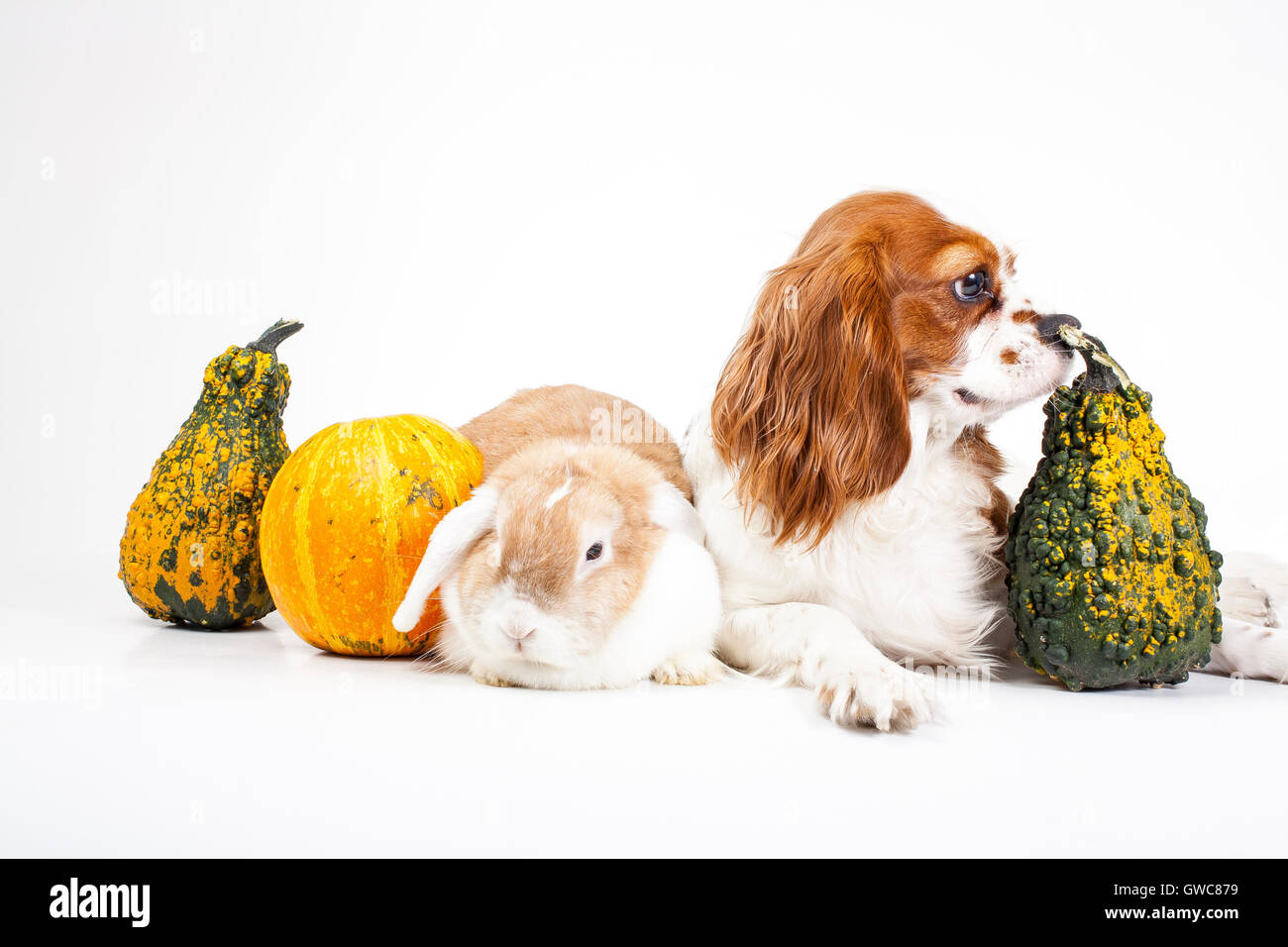 Addestrato Cavalier King Charles Spaniel studio sfondo bianco fotografia cane con lop insieme celebrare la zucca di Halloween carino Foto Stock