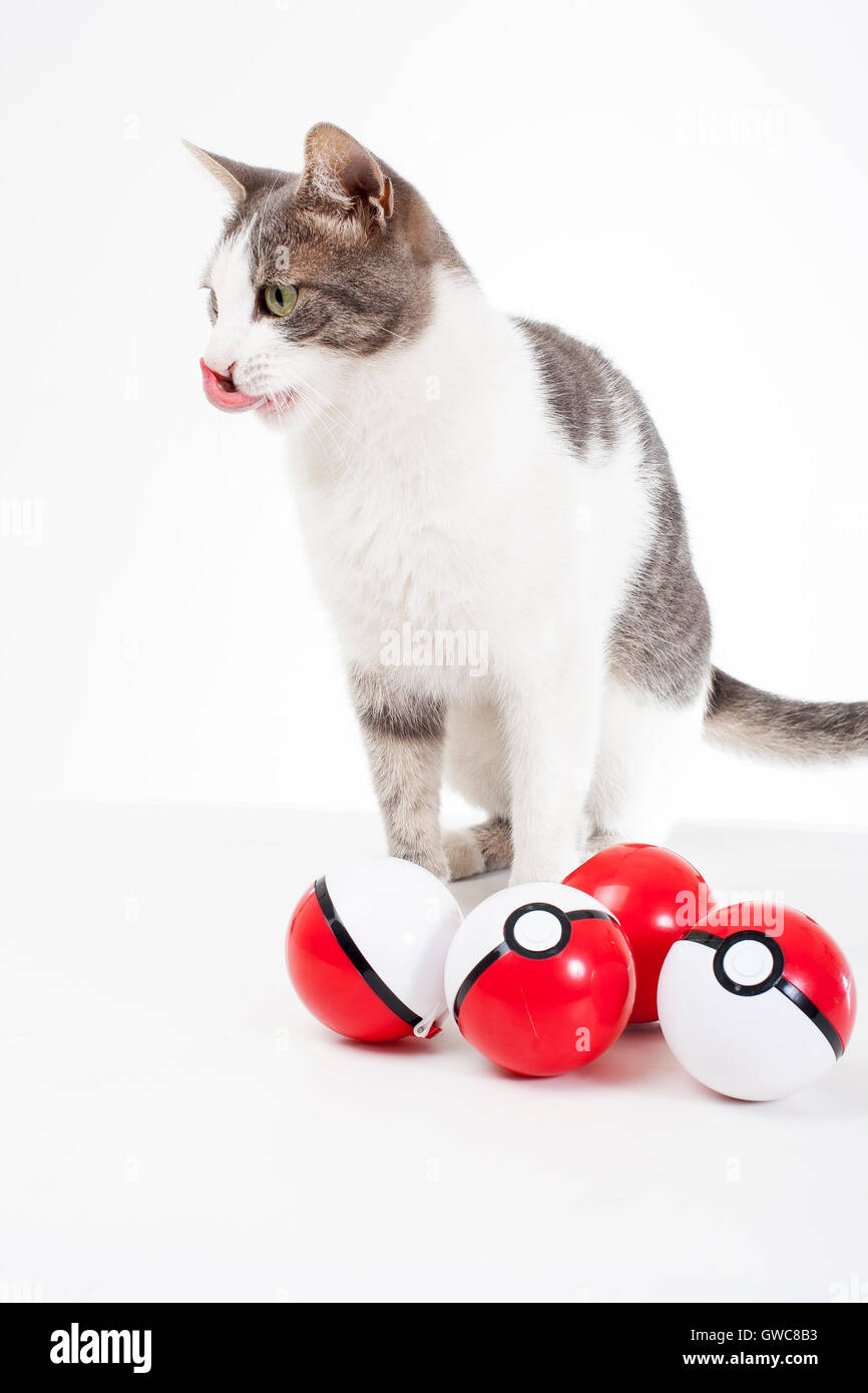 Addestrato animali domestici studio sfondo bianco fotografia gatto con real pokeballs giocare divertimento carino.Pokemon andare animali veri Funny belle foto Foto Stock