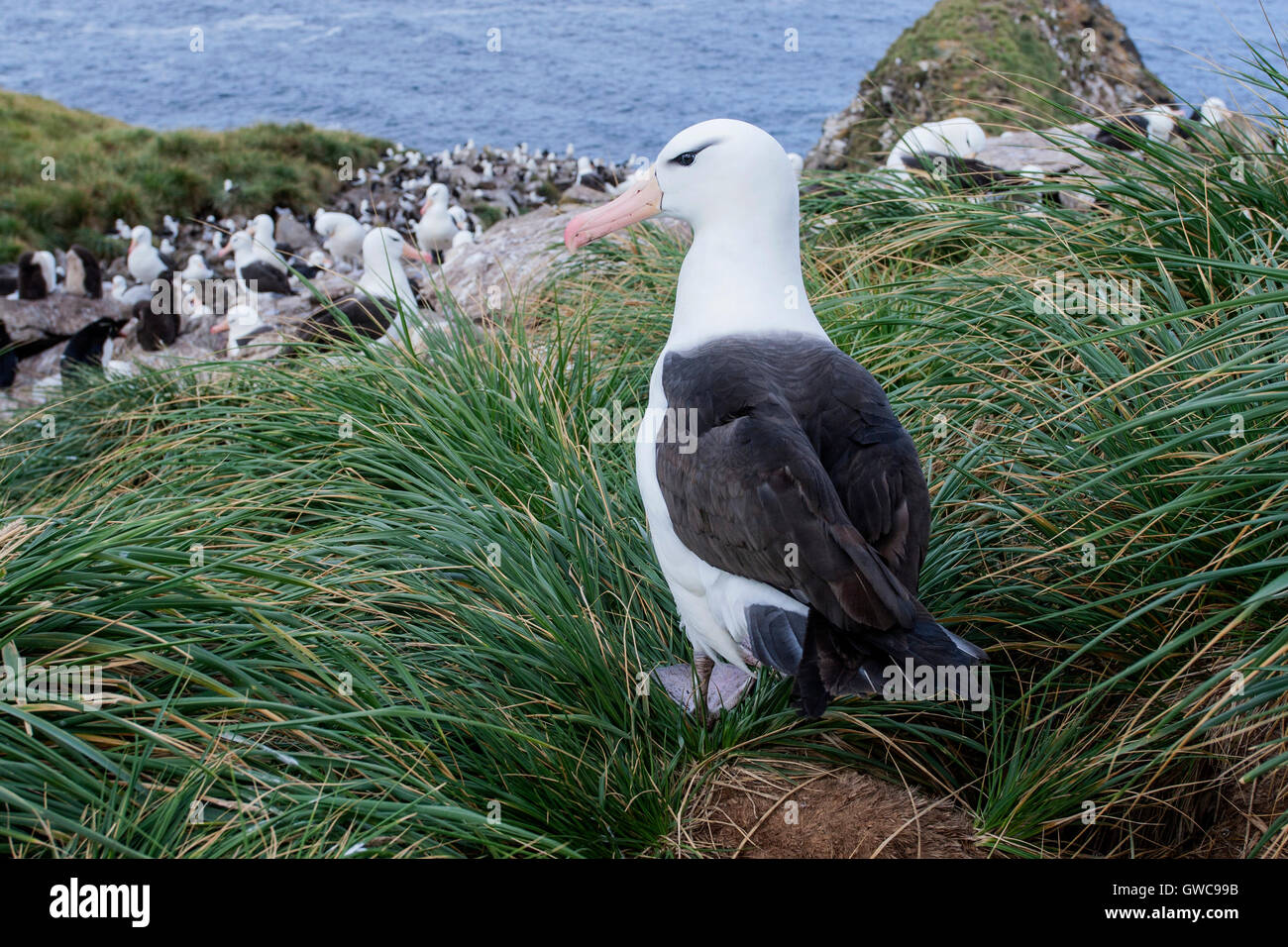 Nero-browed albatross (Thalassarche melanophris) che mostra un adulto che si affaccia su colonia di allevamento sulle Isole Falkland Foto Stock