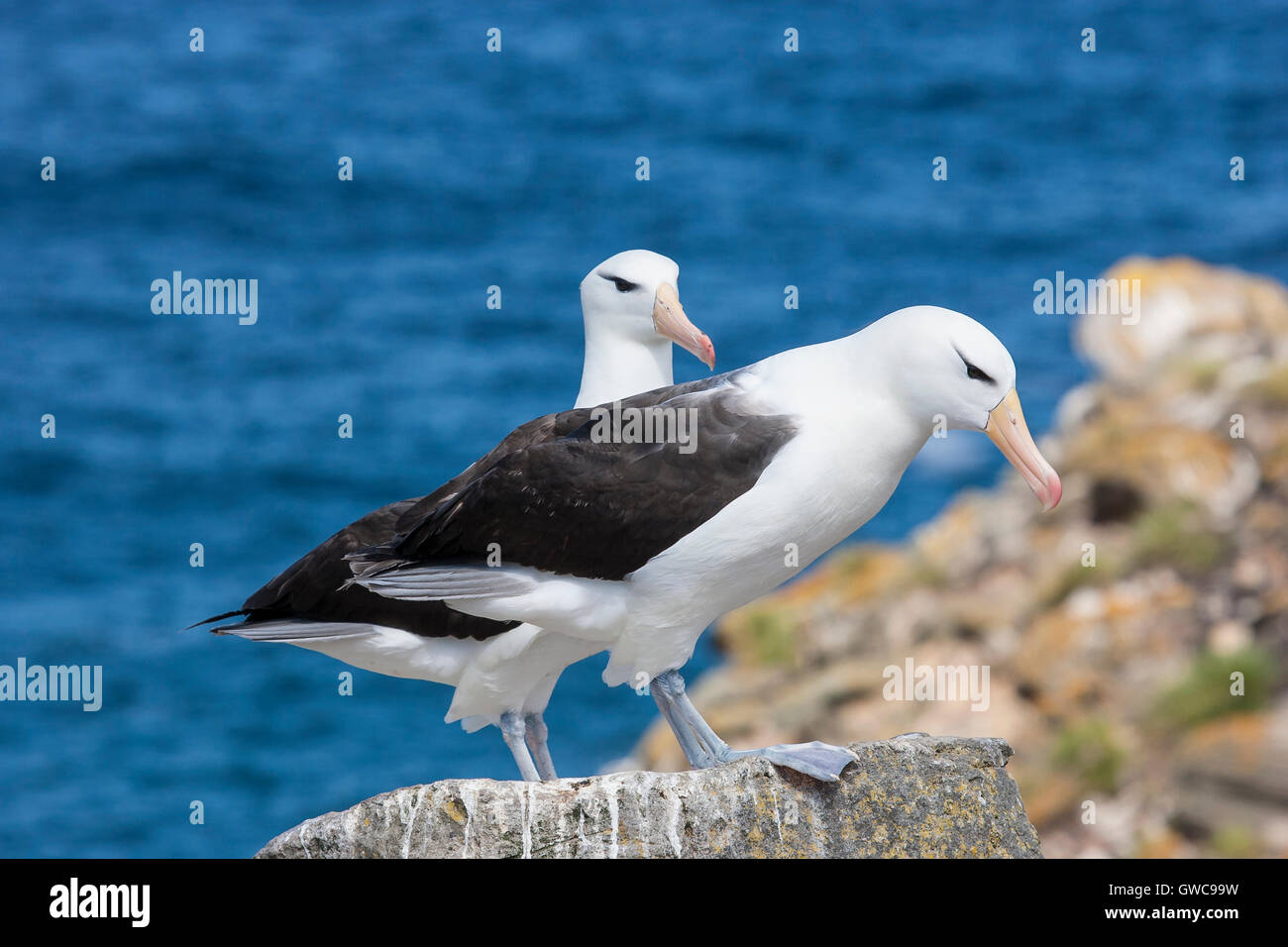 Nero-browed albatross (Thalassarche melanophris) mostra due adulti nella colonia di allevamento sulle Isole Falkland Foto Stock