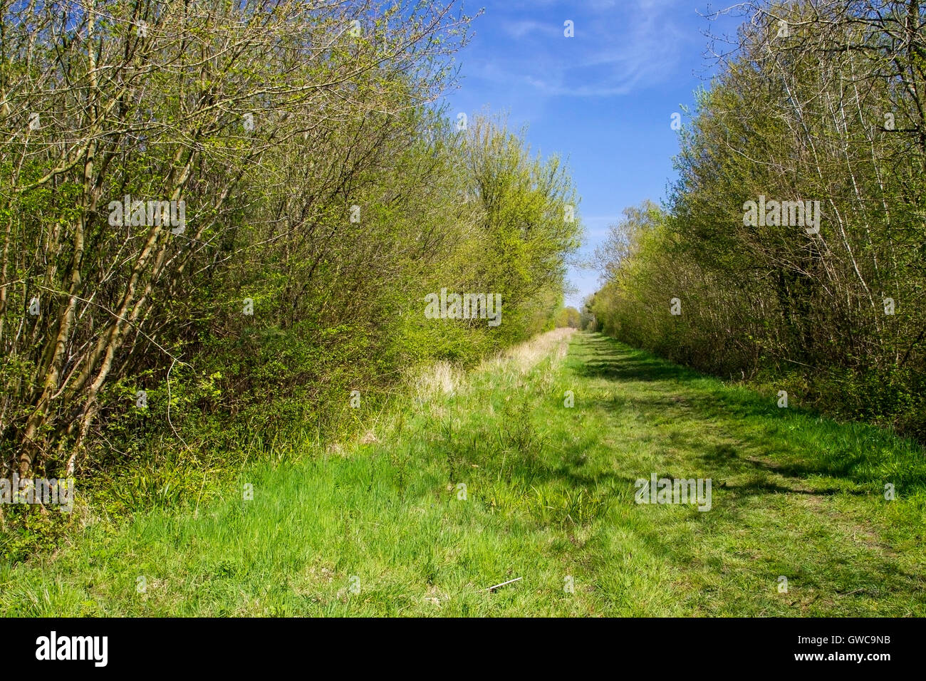 Foxley legno, antichi boschi, Norfolk Wildlife Trust riserva naturale, che mostra il percorso attraverso la riserva con boschi cedui Foto Stock