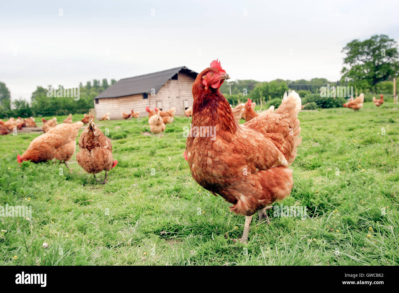 Polli ruspanti su un allevamento di polli. Foto Stock
