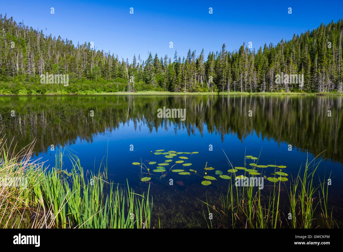 Un stagno riflettente nel Parco Nazionale Gros Morne, Terranova e Labrador, Canada. Foto Stock