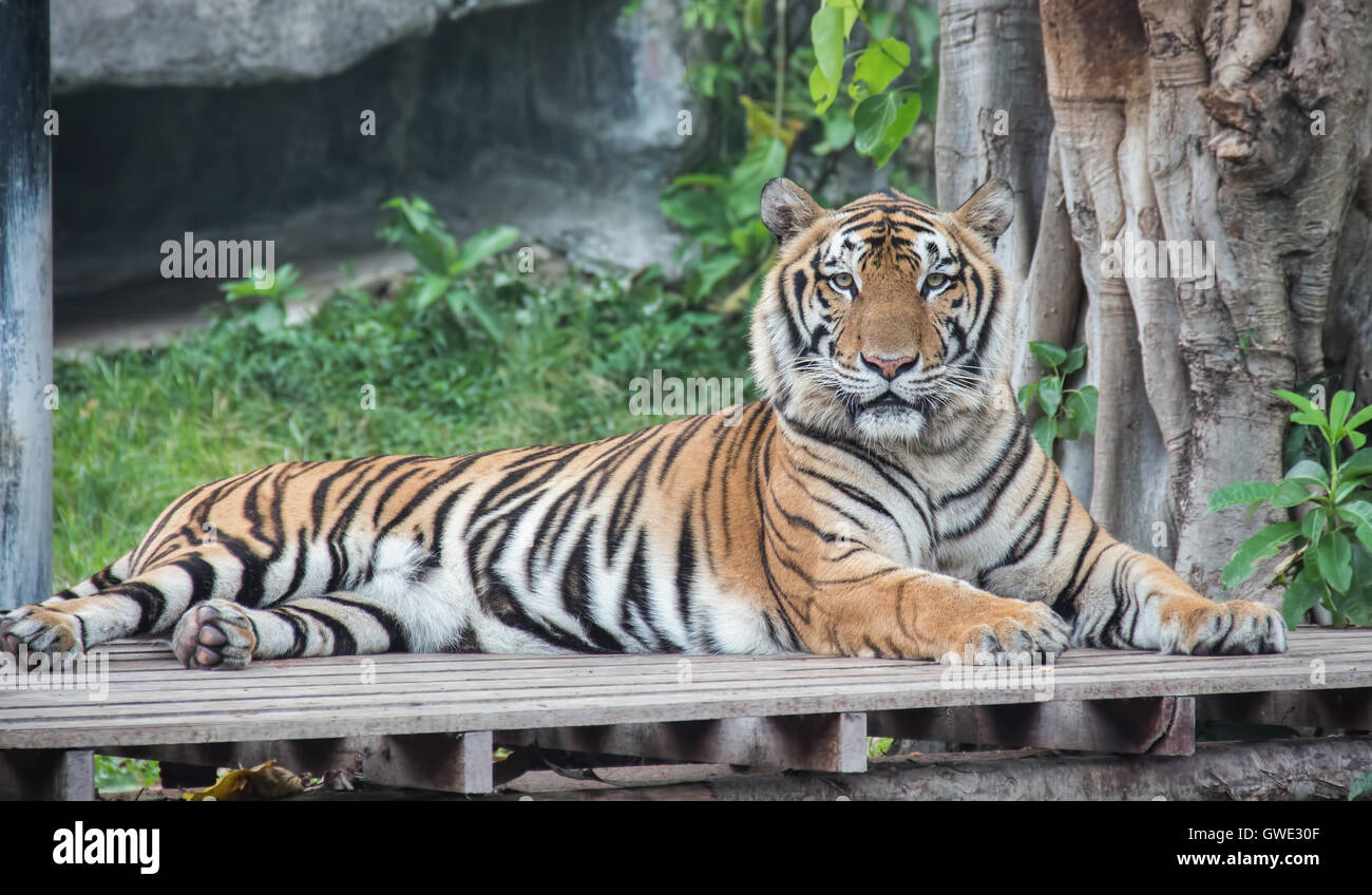 Tiger è un predatore che è elegante di per sé. Le Tigri guardare grande paura è la RAM. Se una tigre o leopardo. Foto Stock Tiger è un predatore che è elegante di per sé. Le Tigri guardare grande paura è la RAM. Se una tigre o leopardo. Foto Stock