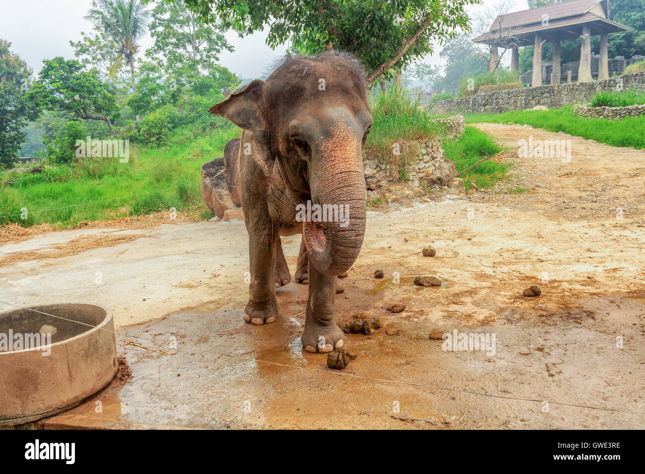Gli animali mammiferi elefanti fattoria la vita di razza di carne industria natura distribuzione Zoo di Songkhla elefante. Messa a fuoco selezionata Foto Stock