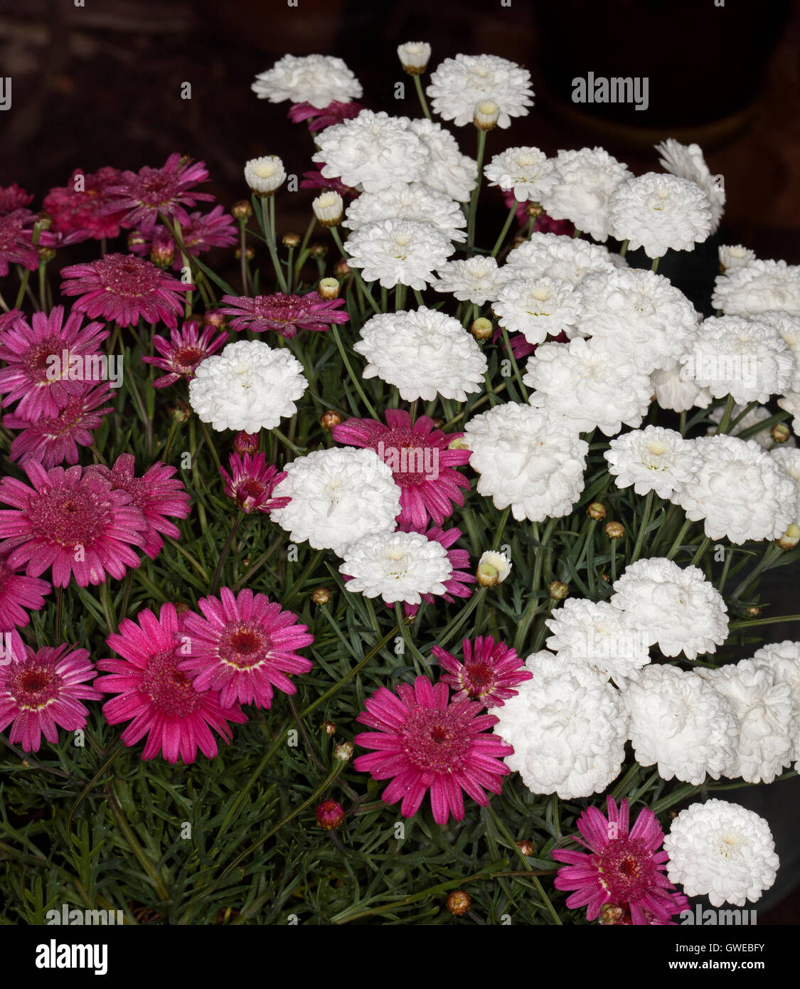 Cluster di grandi dimensioni di stupefacenti Red & White Fiori, boccioli e foglie di Argyranthemum frutescens, margherite perenni su sfondo scuro Foto Stock