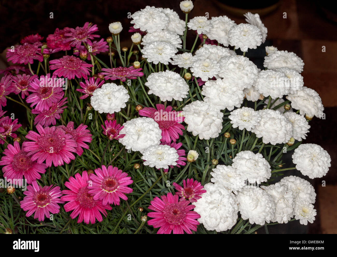 Cluster di grandi dimensioni di stupefacenti Red & White Fiori, boccioli e foglie di Argyranthemum frutescens, margherite perenni su sfondo scuro Foto Stock