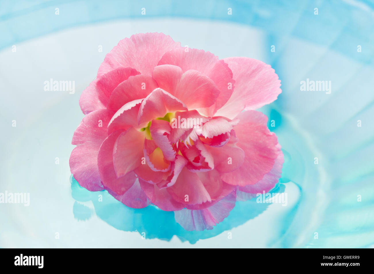 Rosa fiori di garofano in acqua, di meditazione e di consapevolezza Foto Stock