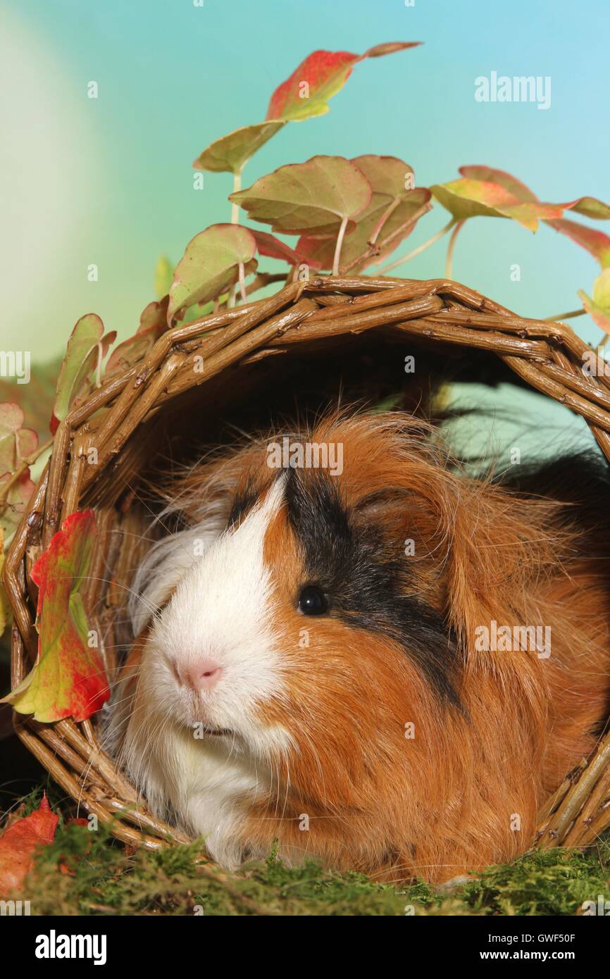 Sheltie cavia Foto Stock