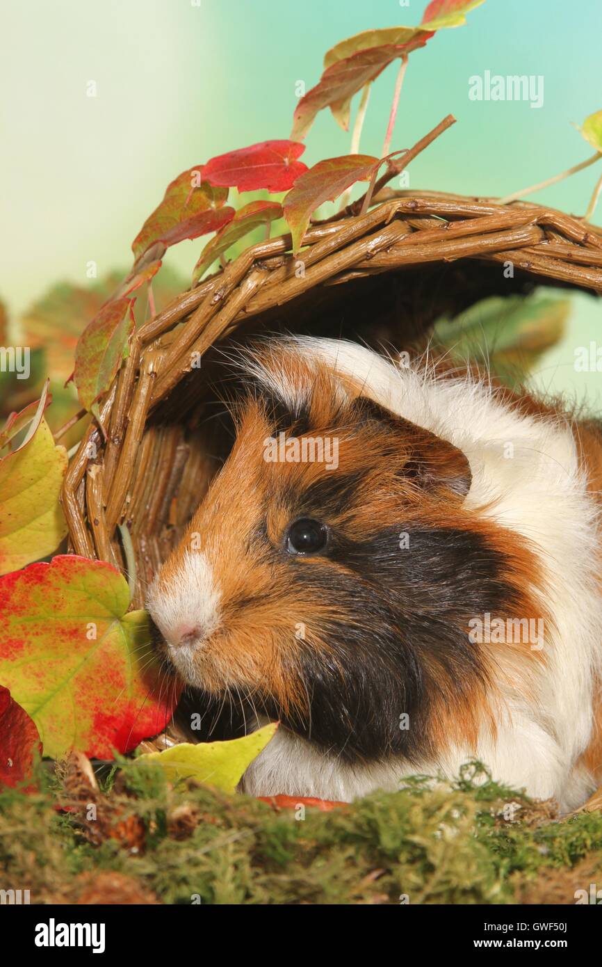 Sheltie cavia Foto Stock