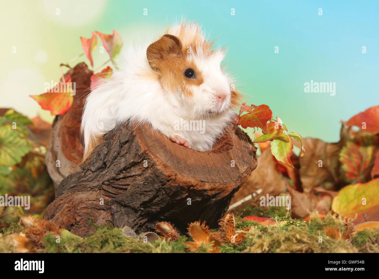 Angora giovane cavia Foto Stock