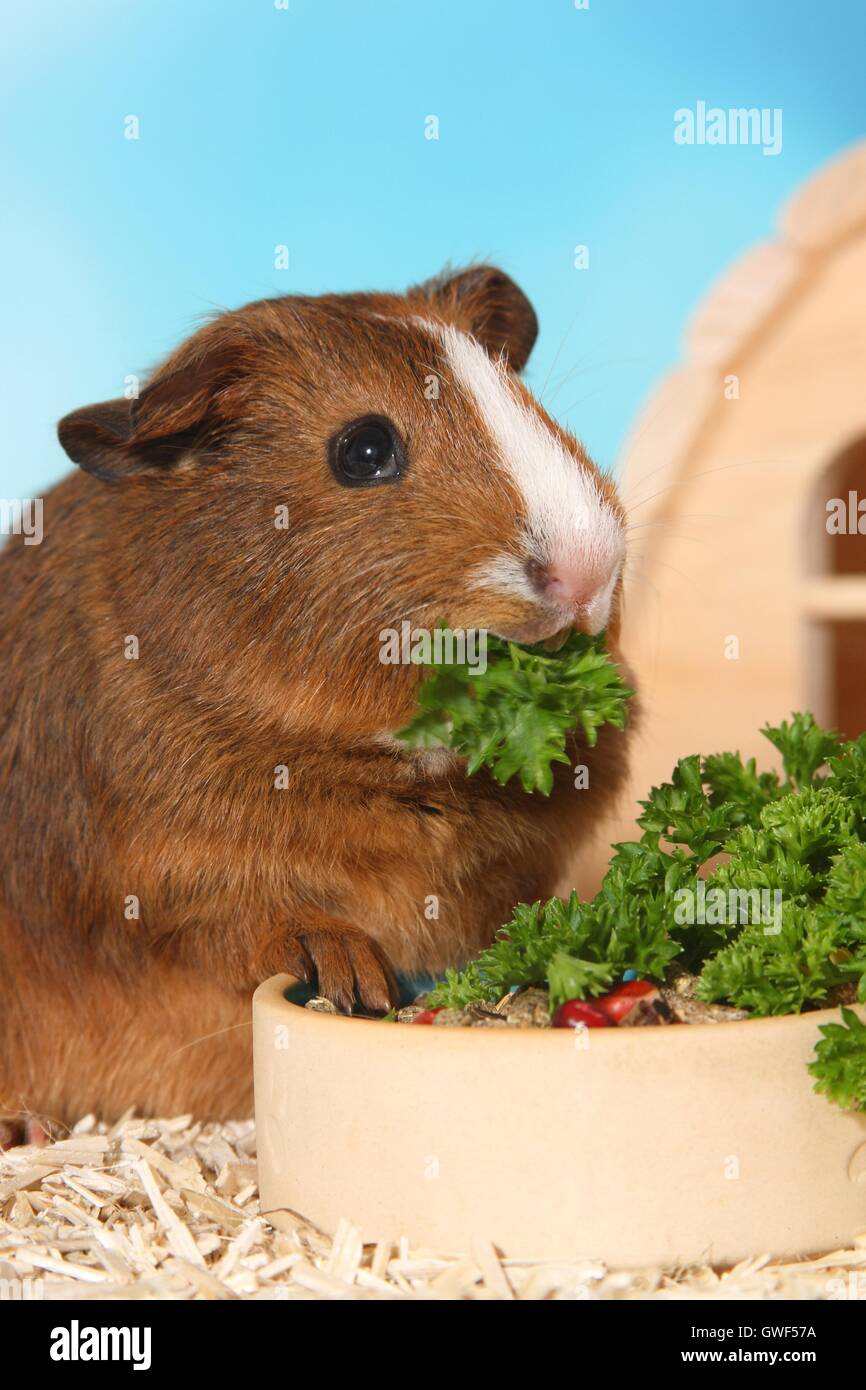 Liscia con capelli cavia Foto Stock