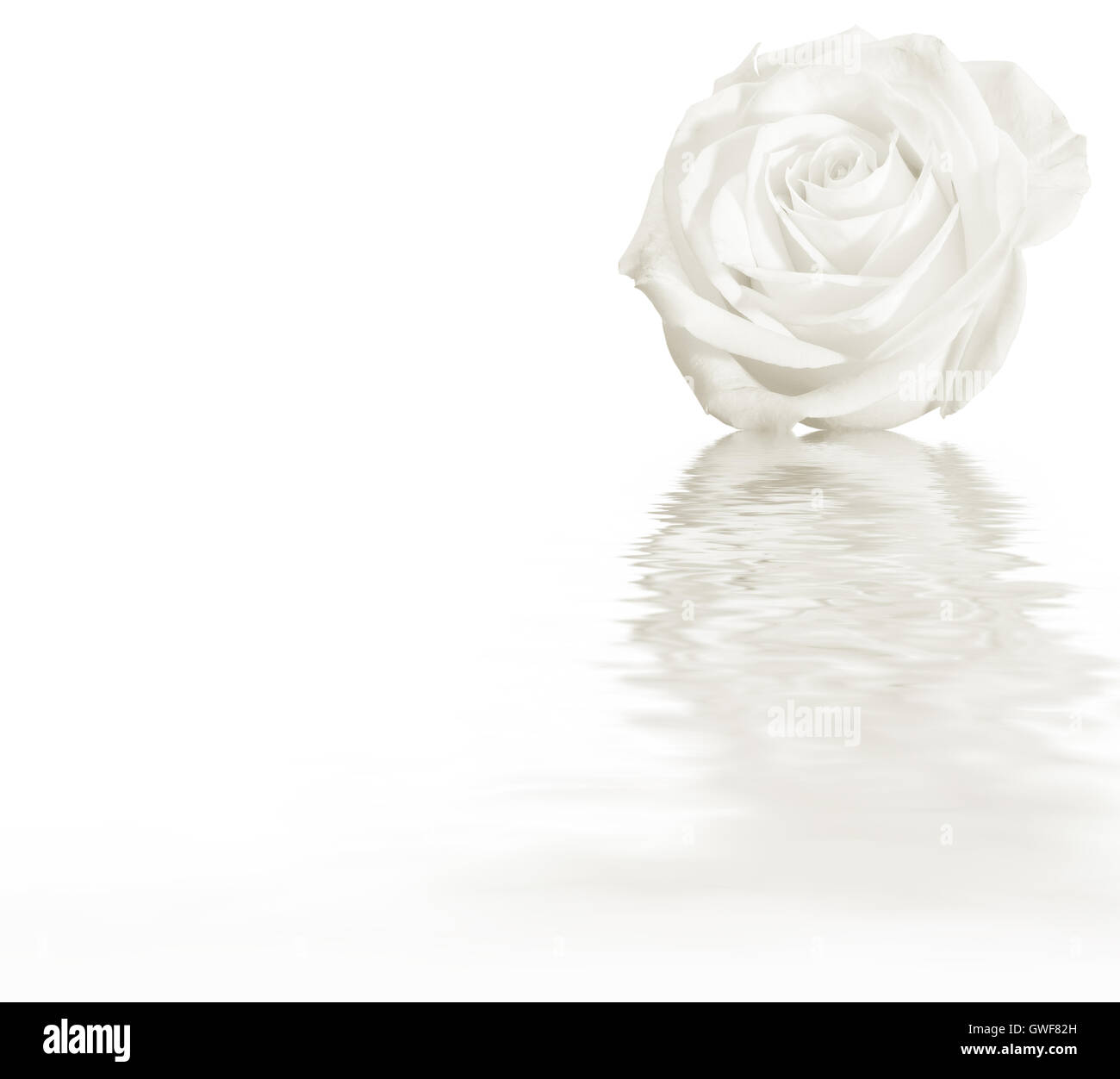 Floral background: White Rose fiore isolate su uno sfondo bianco lungo con riflessioni di ondulazione della superficie dell'acqua Foto Stock