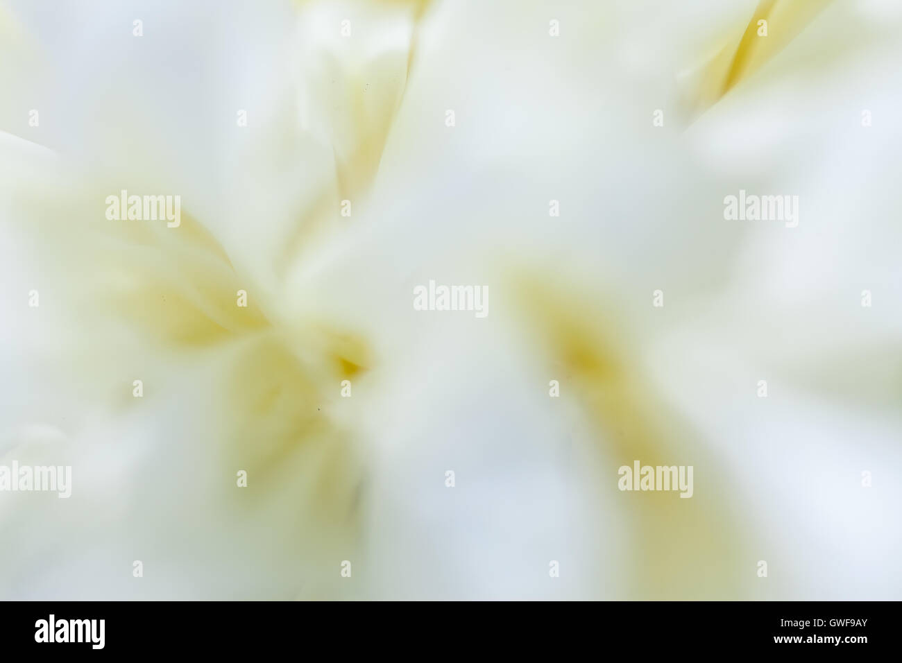 Bella bianca peonie in giardino Foto Stock