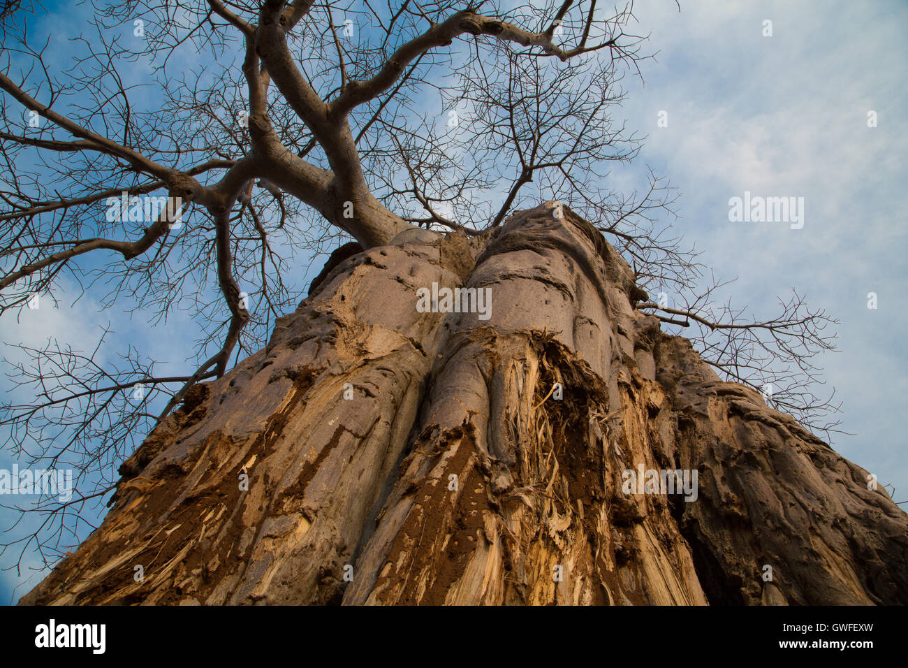 Basso angolo di visione di un baobab (Adansonia digitata) Foto Stock