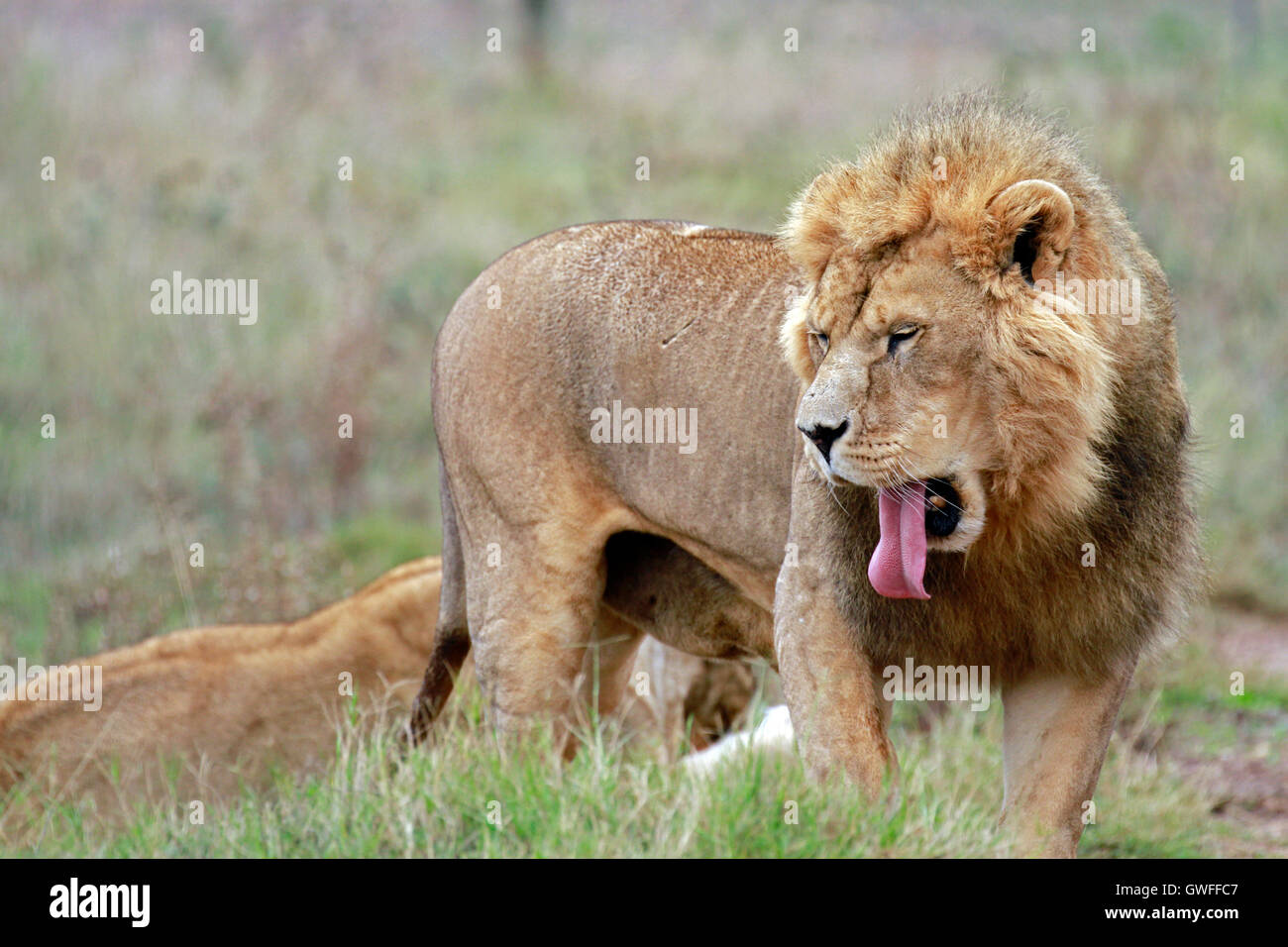 Leone maschio( Panthera leo ) con la lingua di fuori nel Drakenstein Lion Park, Klapmuts, Cape Winelands, Sud Africa. Foto Stock