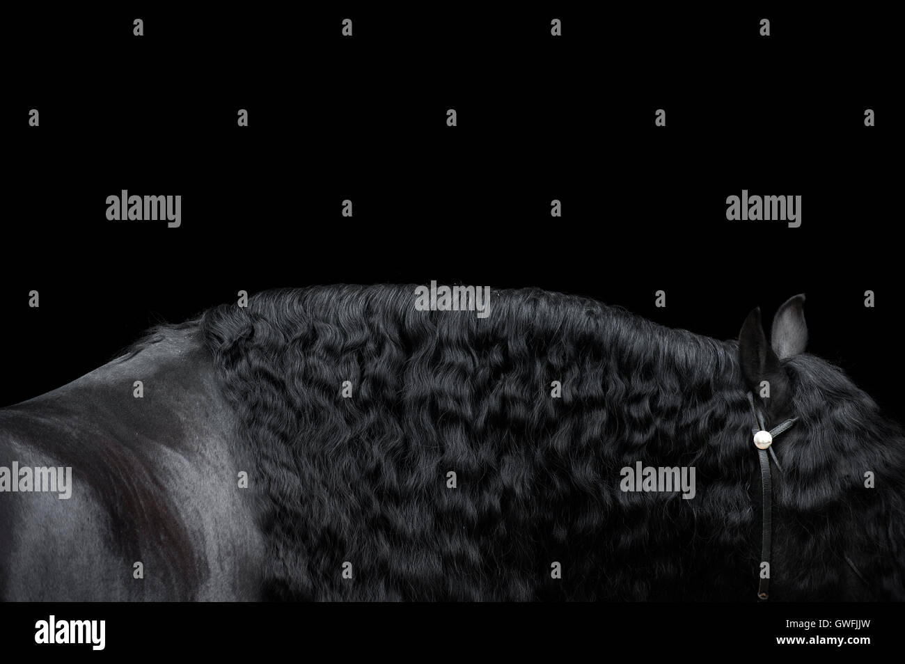 Profilo di un stallone Frisone contro uno sfondo nero. Foto Stock
