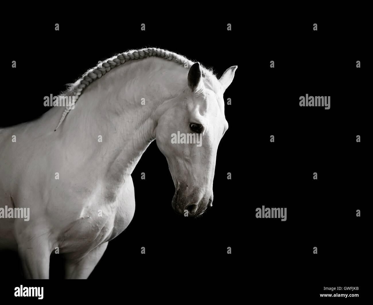 Bianco stallone Lusitano cantering graziosamente, testa inchinata Foto Stock