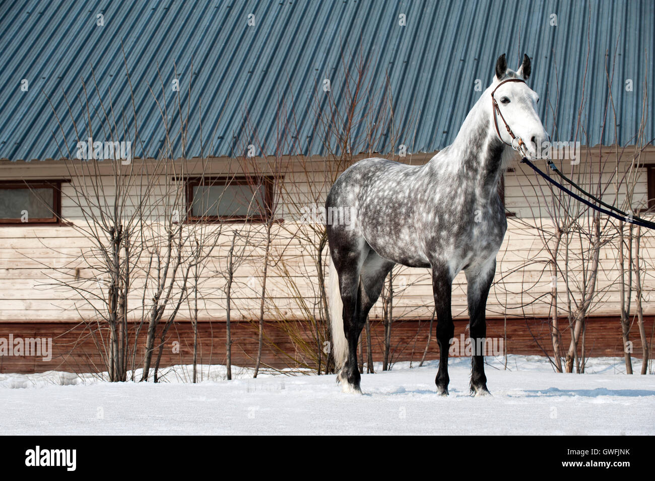 Colline punteggiano-grigio Orlov Trotter sta con briglia nella neve Foto Stock