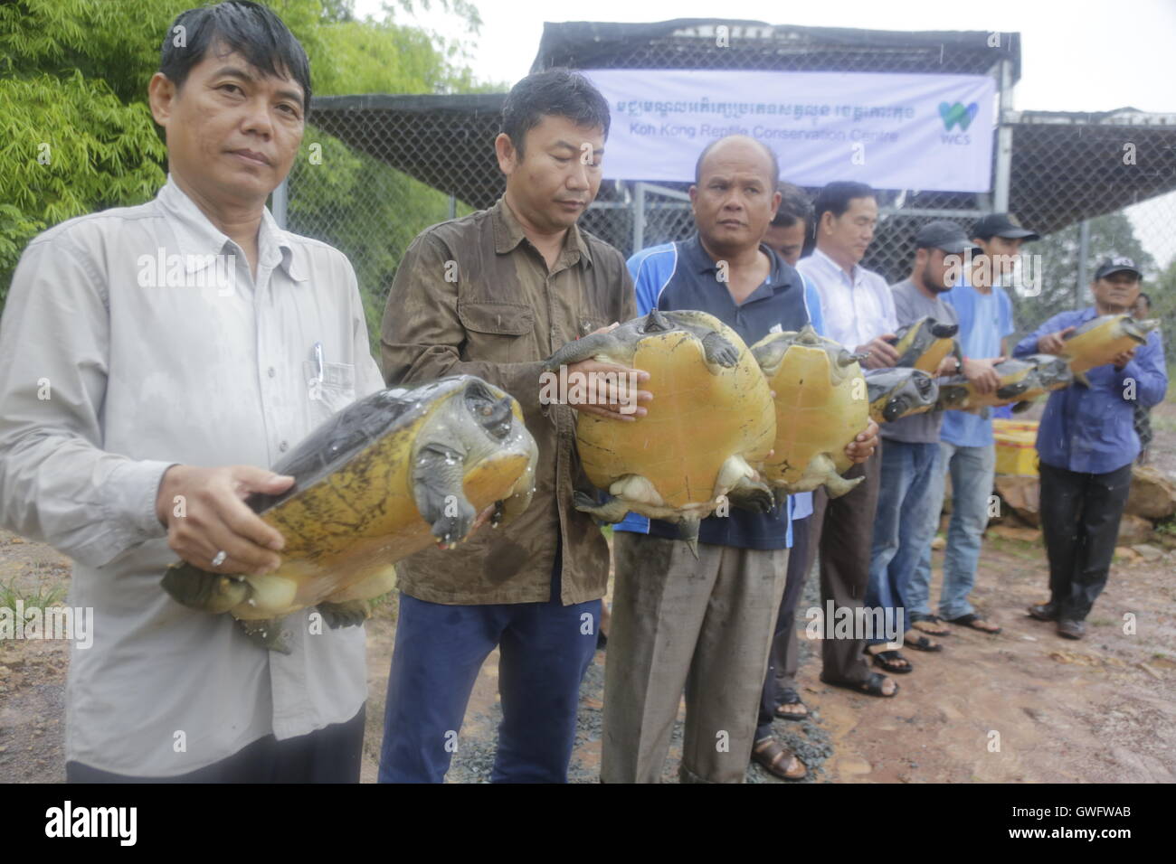 (160913) -- KOH KONG(Cambogia), Sett. 13, 2016 (Xinhua) -- Conservazionisti di tenere le tartarughe reale al Koh Kong Reptile Conservation Centre in Koh Kong provincia, Cambogia, Sett. 13, 2016. Conservazionisti ha detto martedì che esse sono state trasferendo 206 Cambogia nazionale dei rettili conosciute come le tartarughe reale a un nuovo costruito allo scopo di allevamento e centro di conservazione in a sudovest Koh Kong provincia. (Xinhua/Phearum) (SXK) Foto Stock