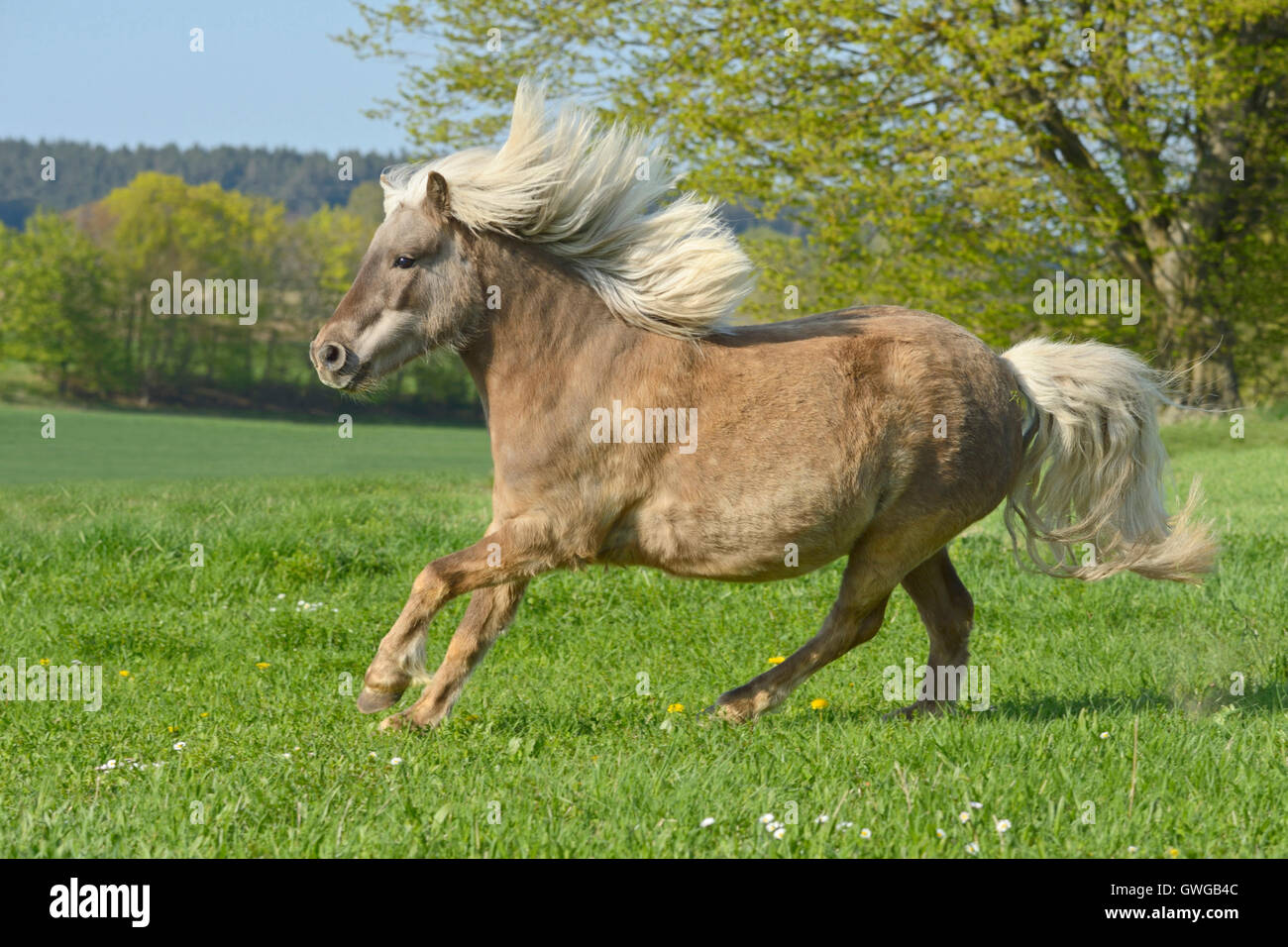 Classico Tedesco pony al galoppo su un pascolo. Germania Foto Stock