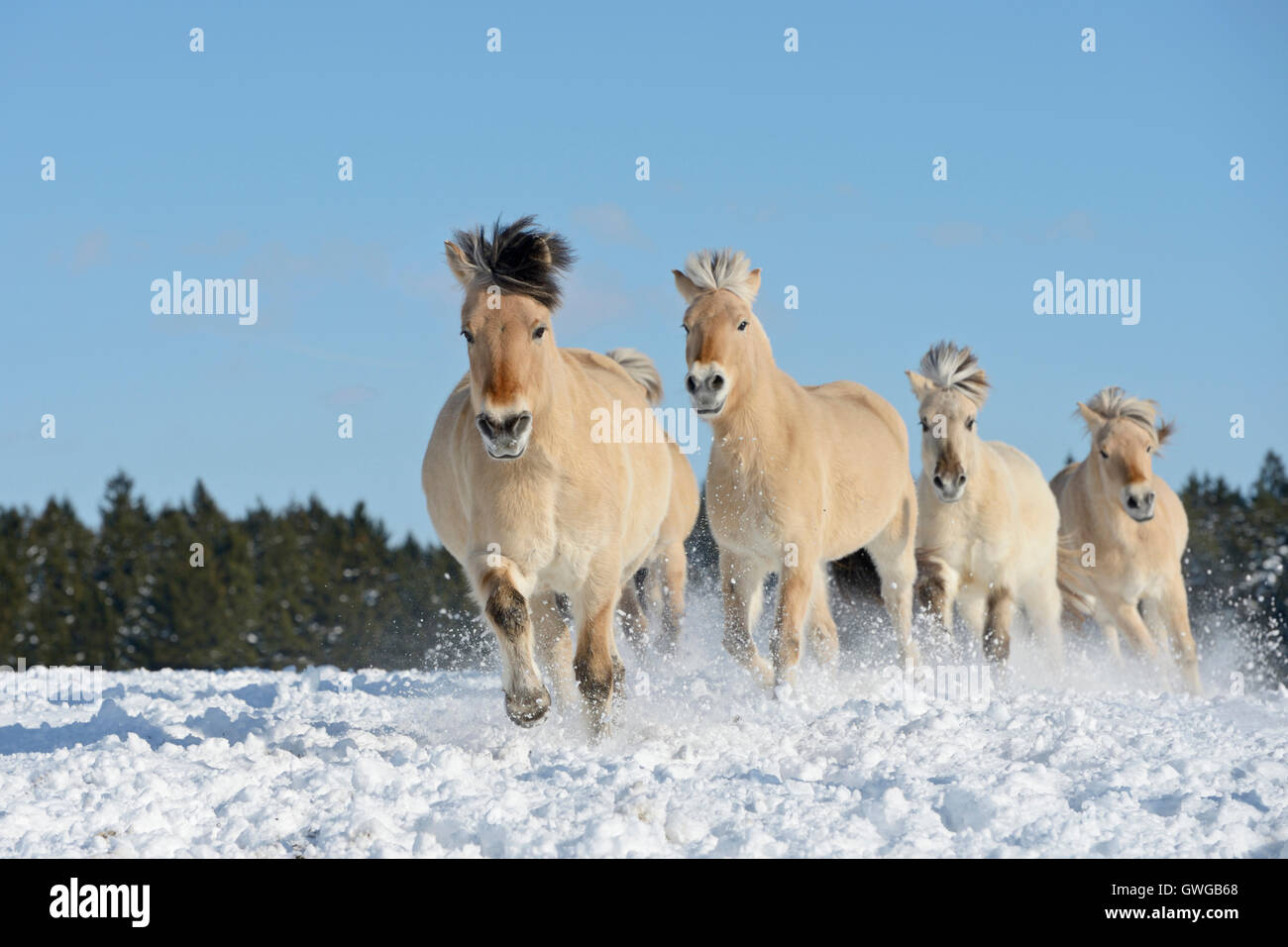 Fiordo norvegese cavallo. Quattro adulti al galoppo in neve. Germania Foto Stock