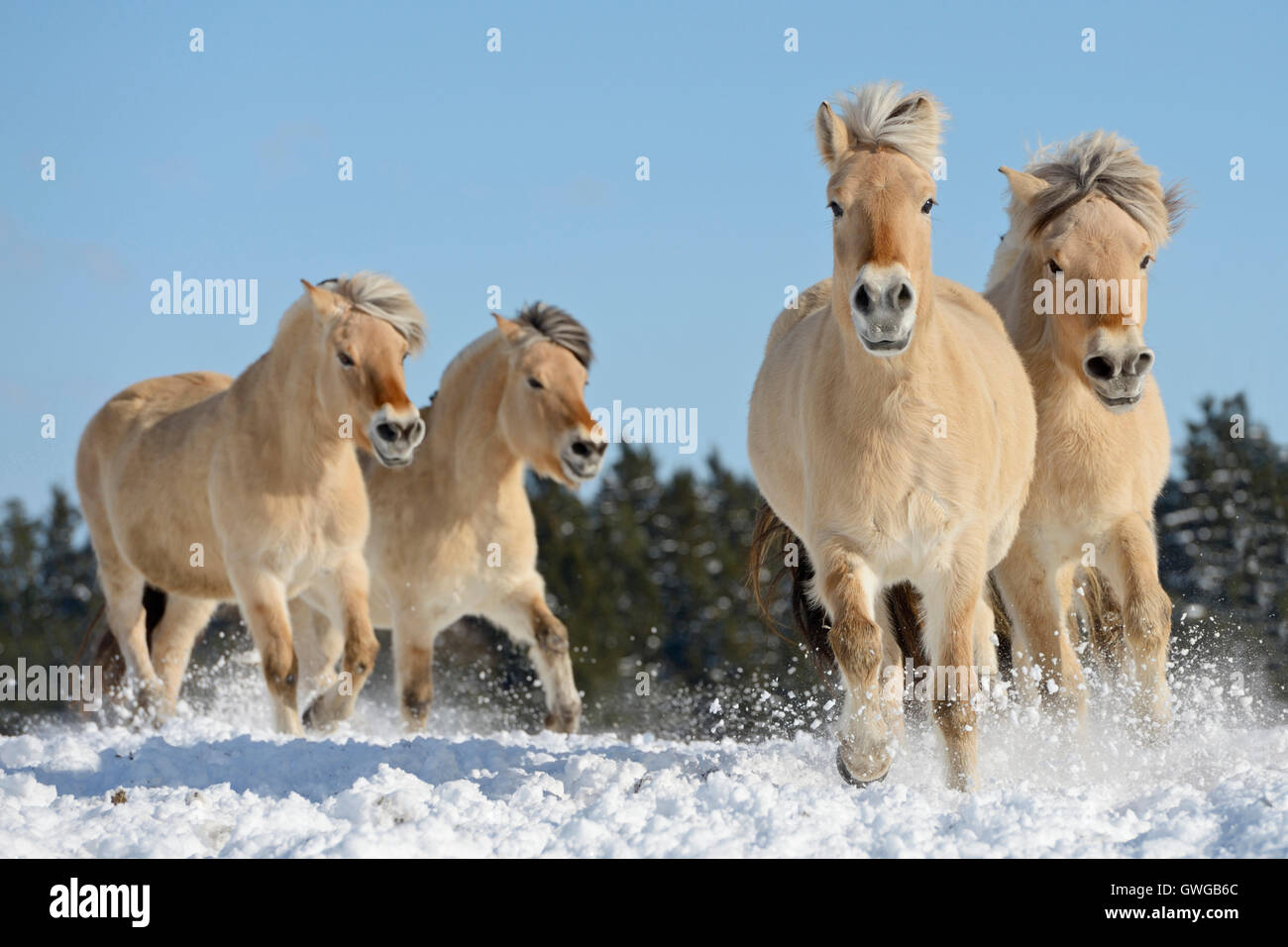 Fiordo norvegese cavallo. Quattro adulti al galoppo in neve. Germania Foto Stock
