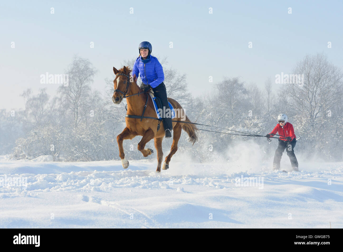 Due ragazze divertimento mentre skijoring con un Trakehner. Germania Foto Stock