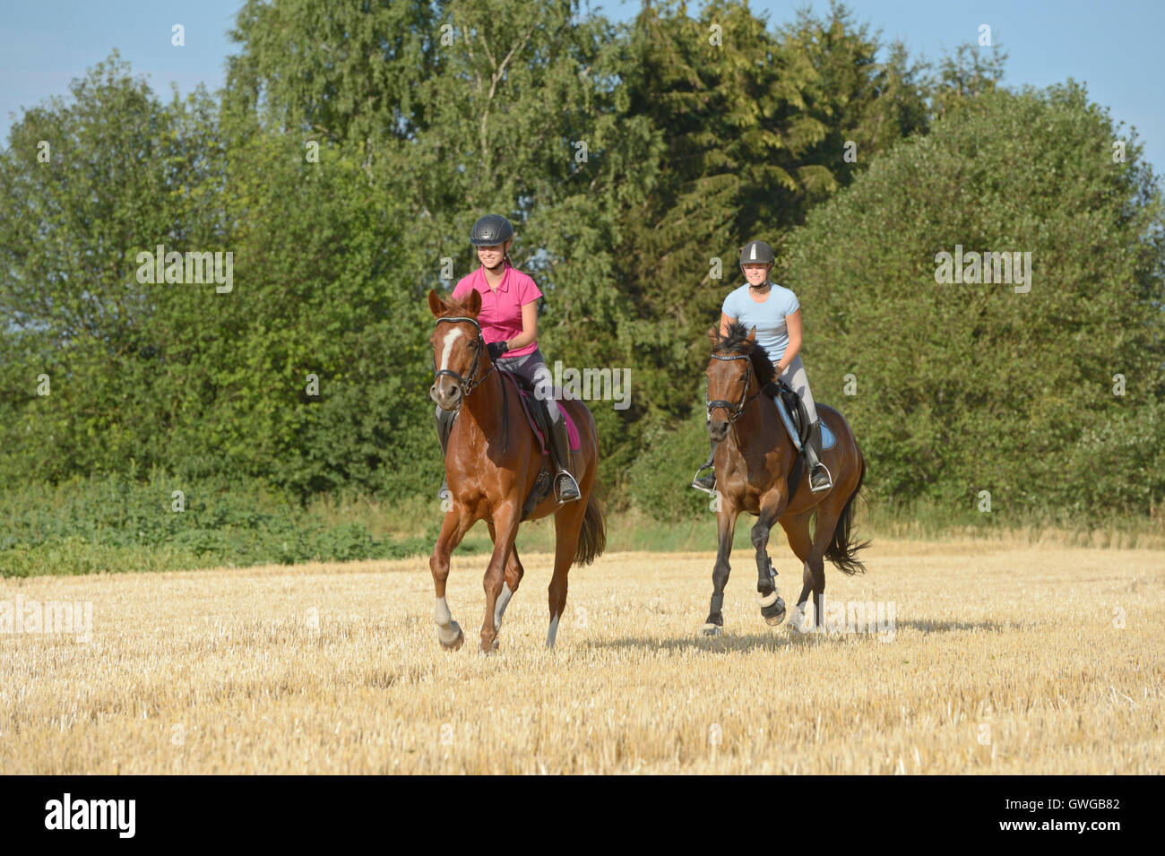 Warmblood bavarese e Trakehner. Due giovani piloti su cavallo al galoppo su un campo di stoppie. Germania Foto Stock