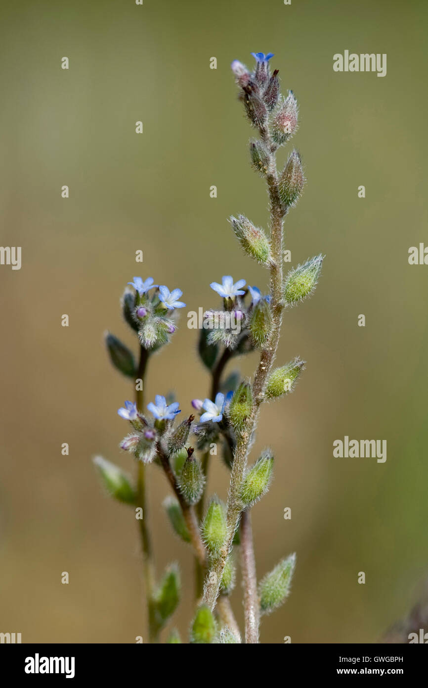 Montante dimenticare-me-non dimenticare rigorosa-me-non (Myosotis stricta), stocchi di fioritura. Germania Foto Stock