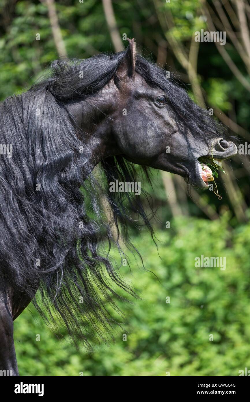 Puro Cavallo Spagnolo andaluso. Nero castrazione mangiare erba. Austria Foto Stock