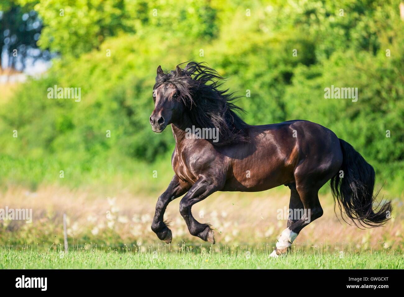 Sud Coldblood tedesco. Bay castrazione al galoppo su un pascolo. Germania Foto Stock