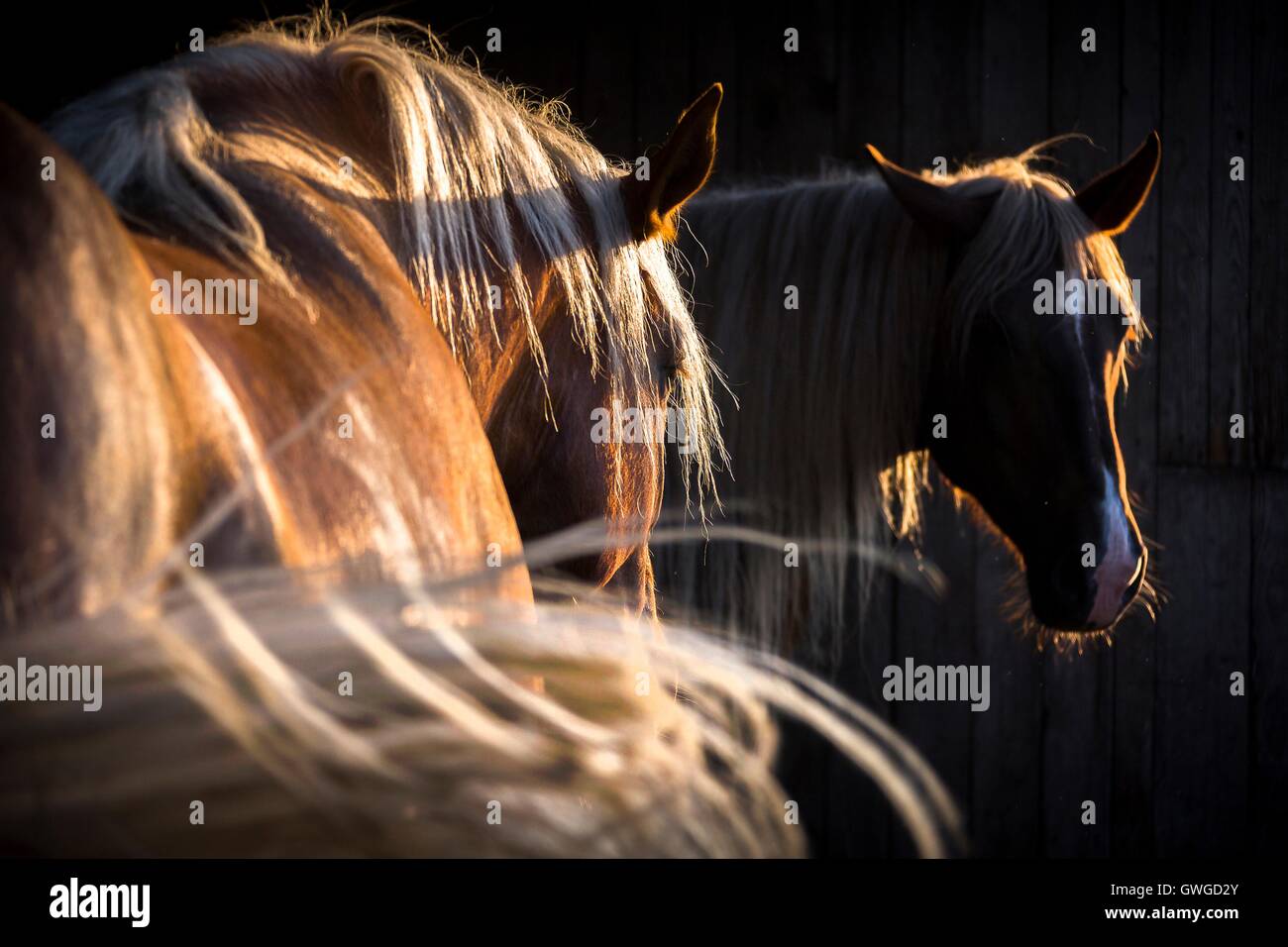 Sud Coldblood tedesco. Cavallo di castagno visto dalla parte posteriore, a caccia di insetti con la sua coda. Germania Foto Stock