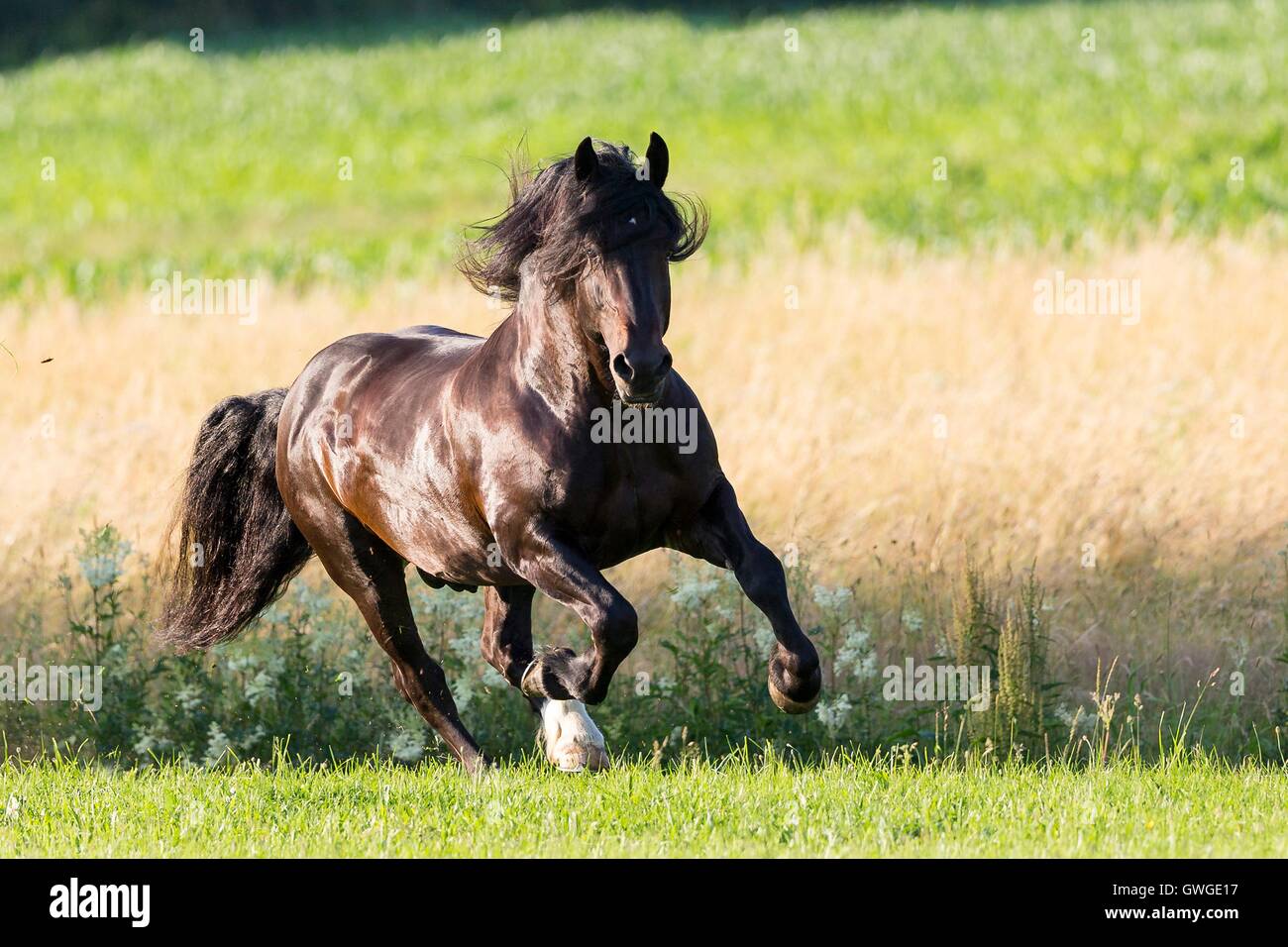 Sud Coldblood tedesco. Bay stallone al galoppo su un pascolo. Germania Foto Stock