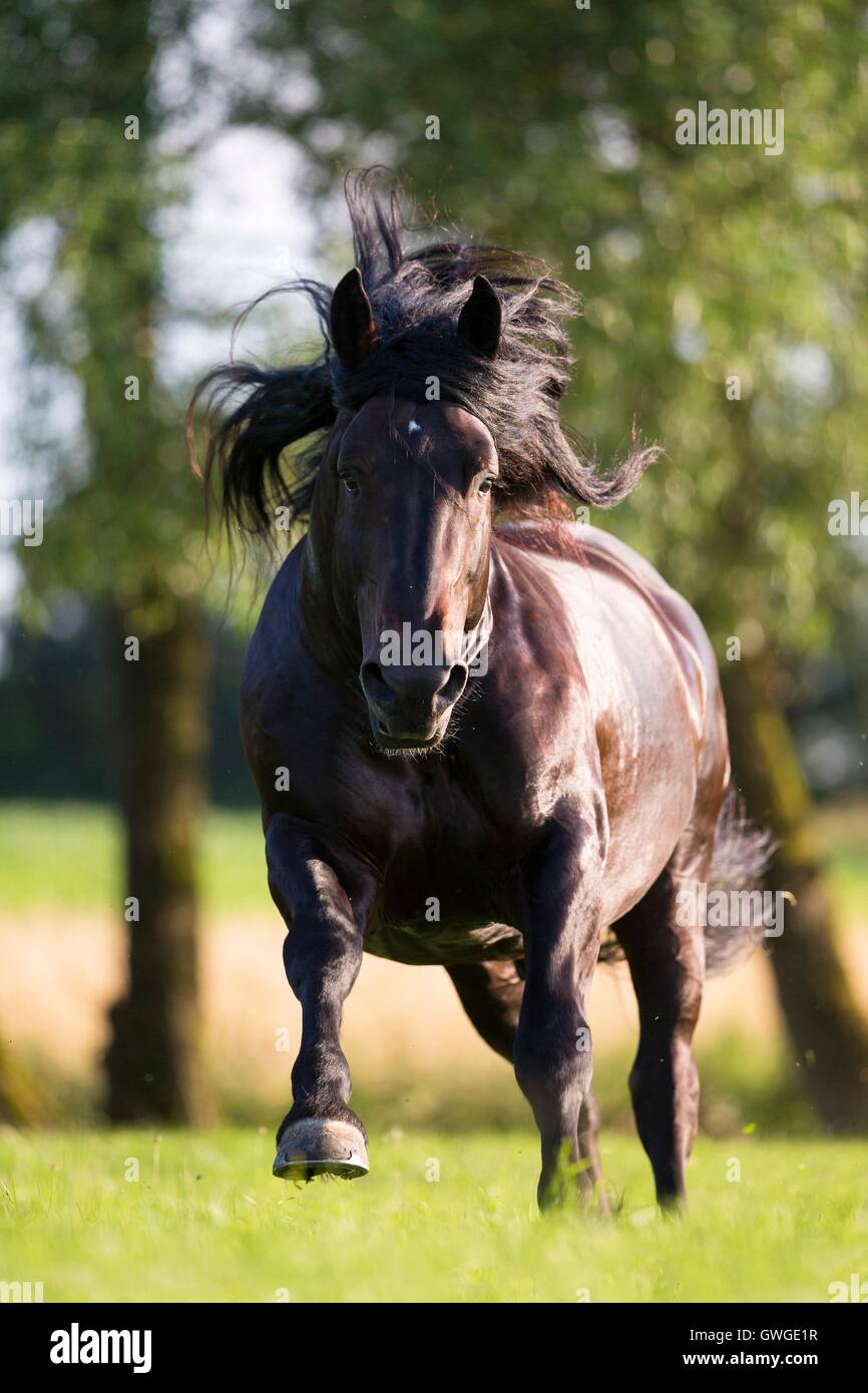 Sud Coldblood tedesco. Bay stallone al galoppo su un pascolo. Germania Foto Stock