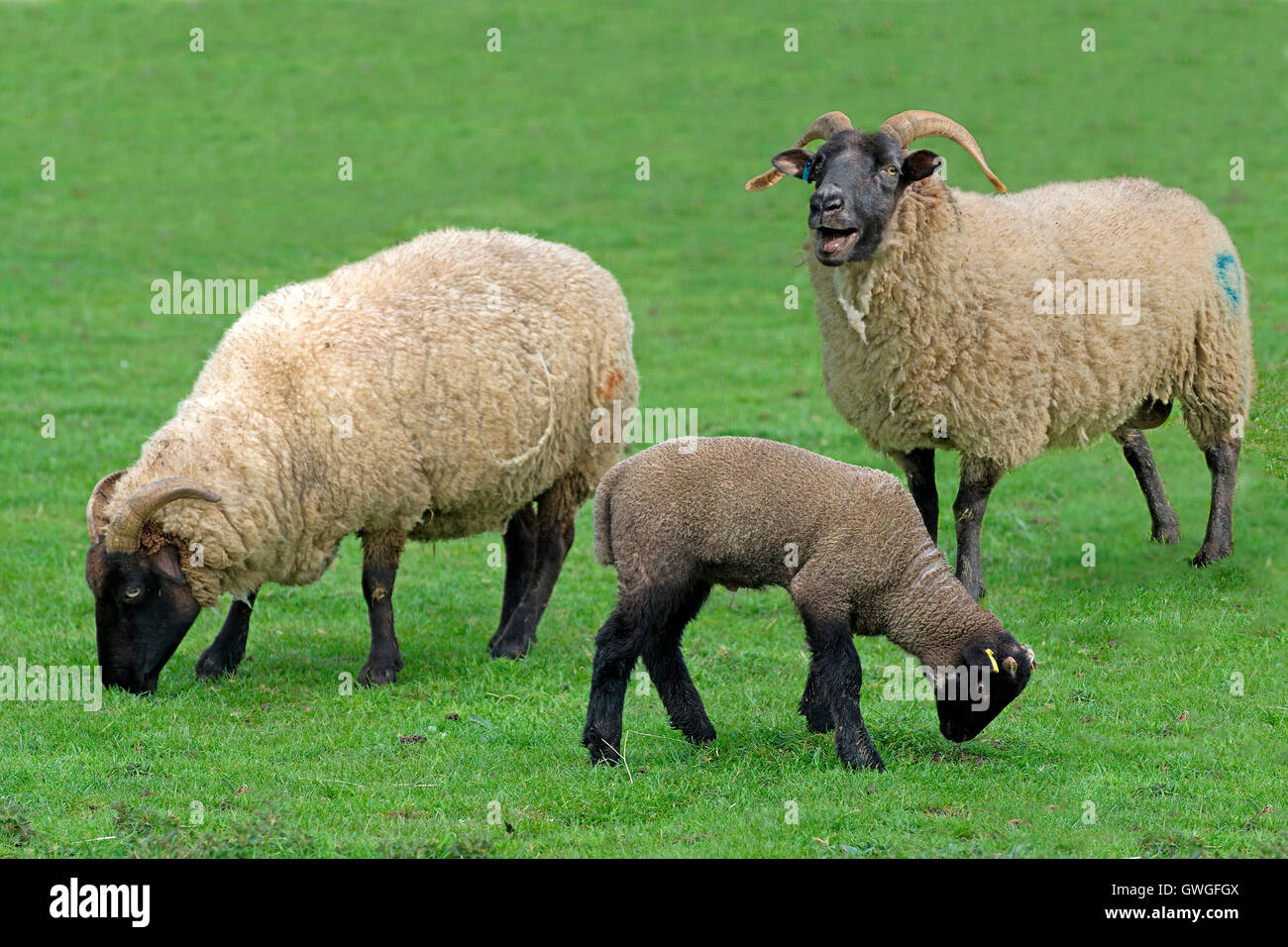 Norfolk avvisatore acustico. Due adulti le pecore e un agnello su un pascolo. Norfolk, Inghilterra Foto Stock