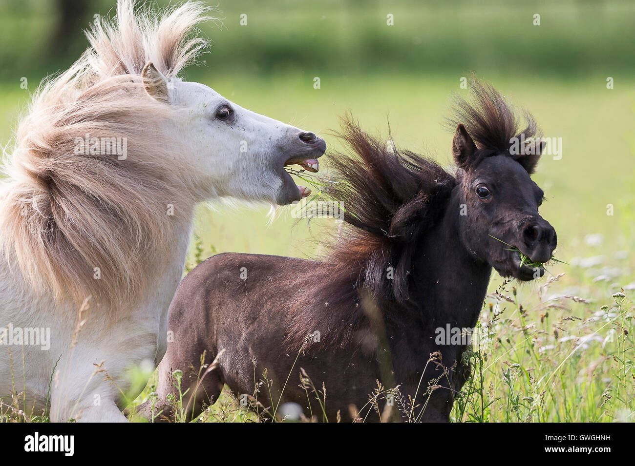 Americano di cavalli in miniatura. Due giovani stallone giocare a combattere su un pascolo. Svizzera Foto Stock