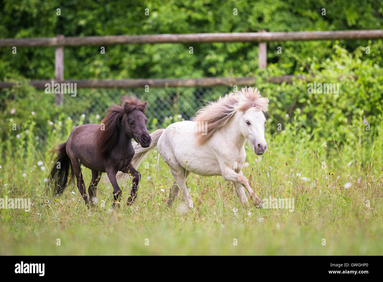 Americano di cavalli in miniatura. Due giovani stallone al galoppo su un pascolo. Svizzera Foto Stock