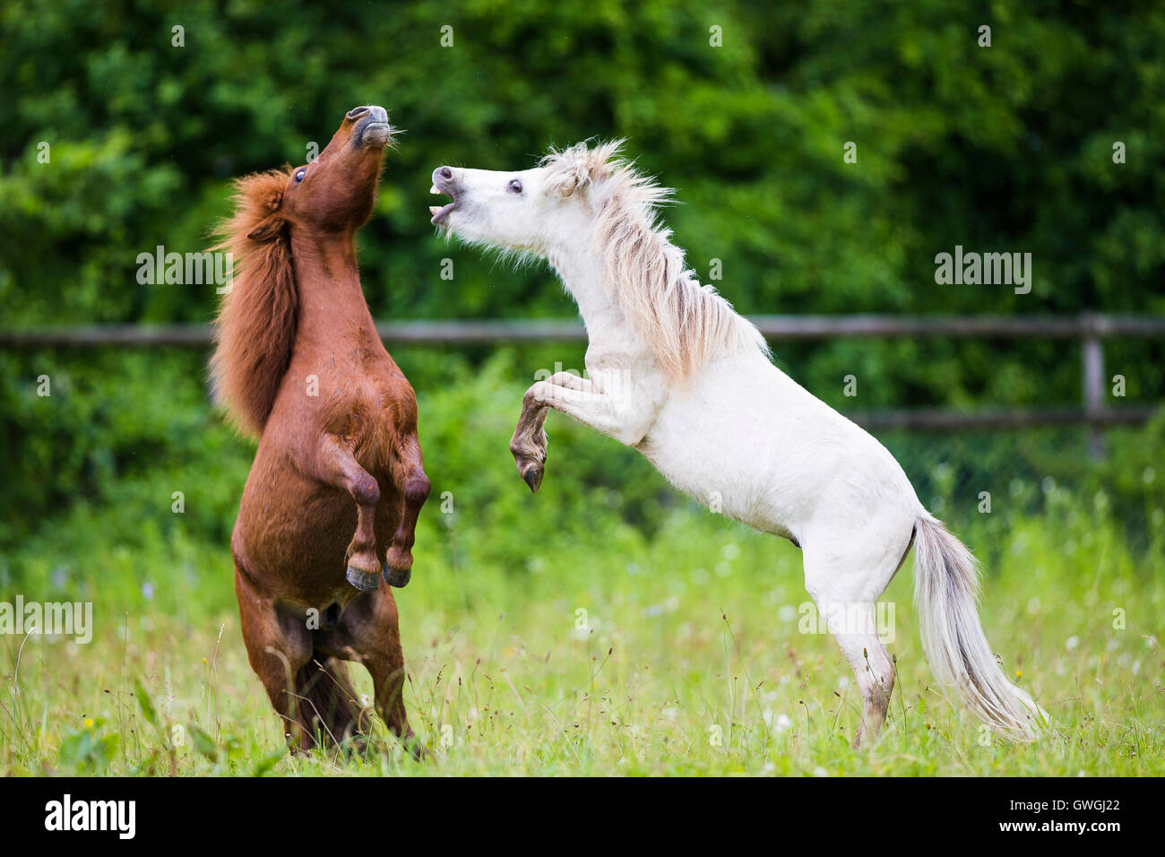 Americano di cavalli in miniatura e miniaturizzato pony Shetland. Due giovani stallone giocare a combattere su un pascolo. Svizzera Foto Stock