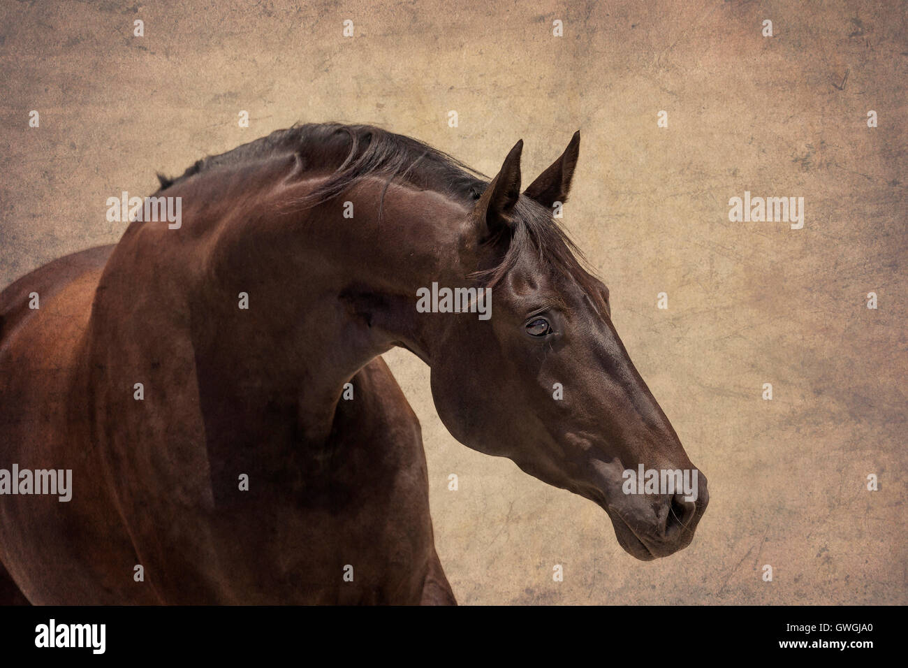 Sport tedesco Horse. Ritratto di mare nero. Germania Foto Stock