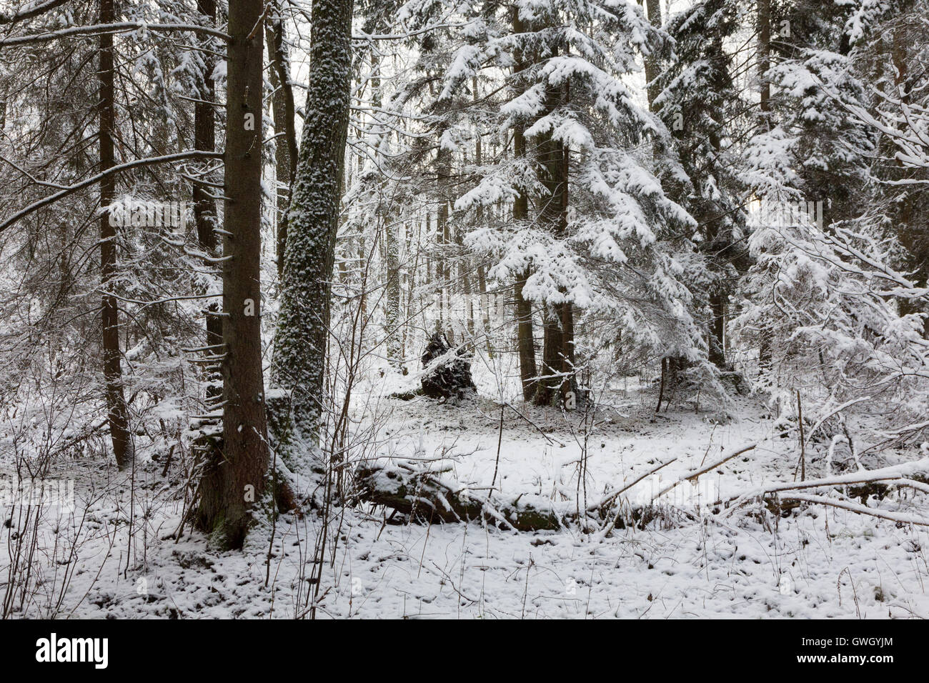 Nevoso stand di conifere abete rosso principalmente con neve rami avvolto,Bialowieza Forest,Polonia,l'Europa Foto Stock