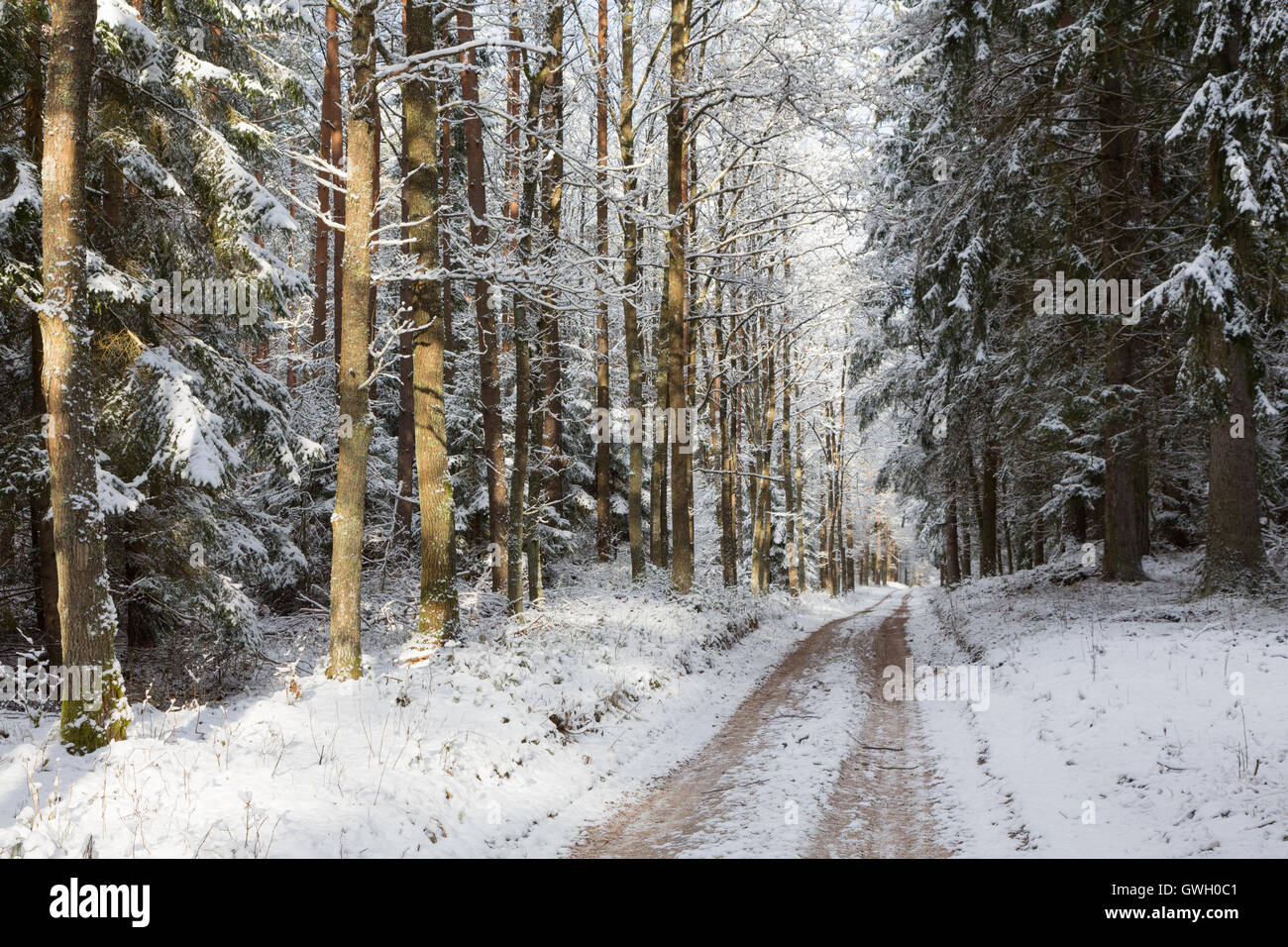 Ampia strada di terra in attraversamento di neve di conifere stand di sunrise, foresta di Bialowieza, Polonia, Europa Foto Stock