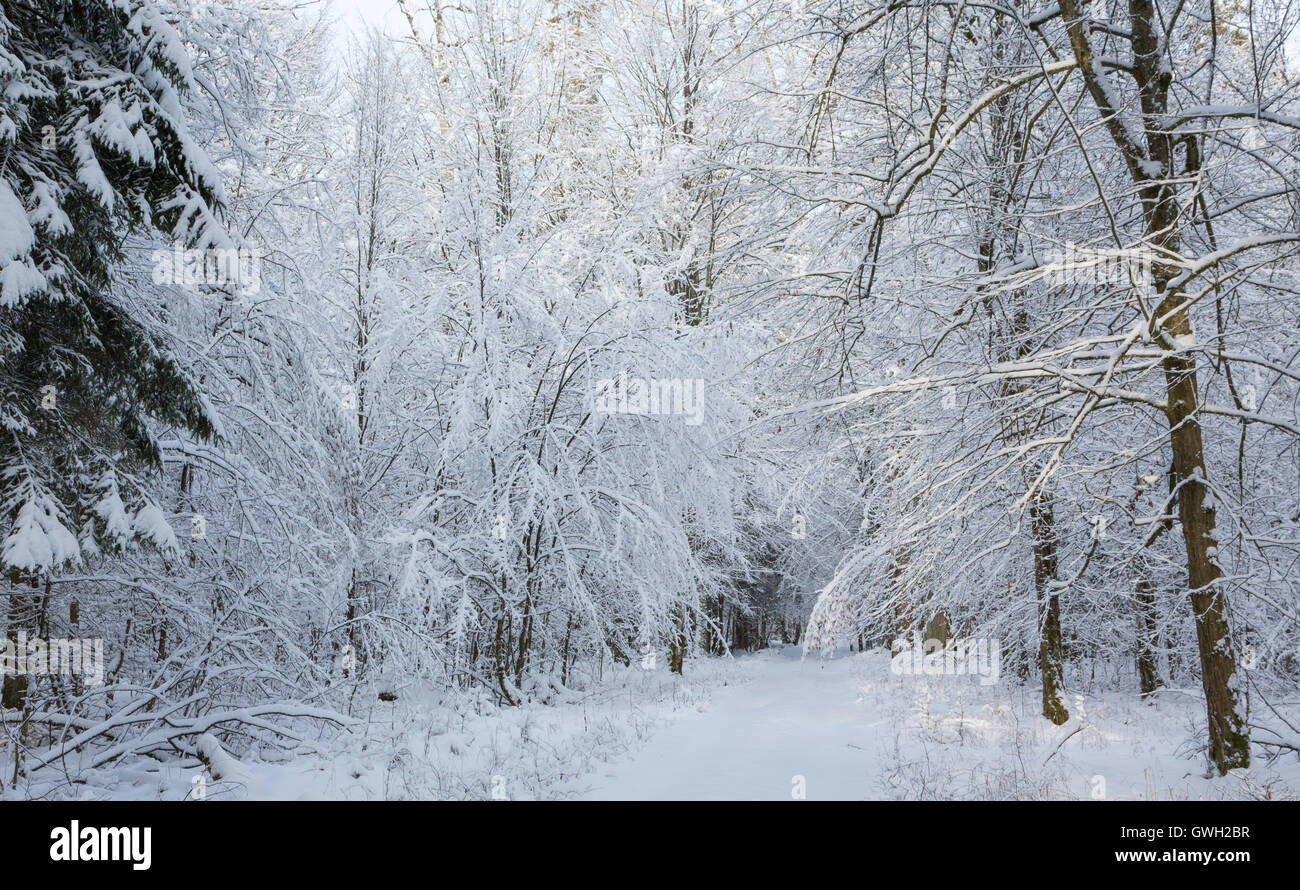 Terreno nevoso road con alcune tracce sotto il carpino bianco neve rami avvolto,Bialowieza Forest,Polonia,l'Europa Foto Stock