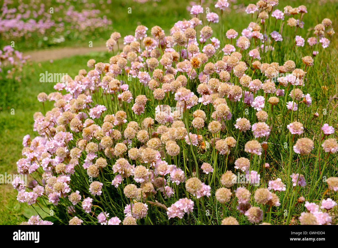 L'Armeria maritima o parsimonia del mare costiero fioritura di fiori di campo all'inizio di giugno, Cornwall, England Regno Unito Foto Stock