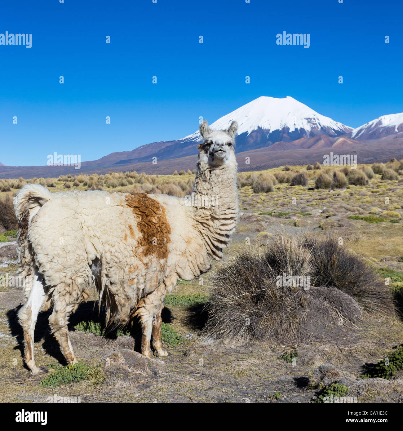 Il paesaggio andino con allevamento di lama, con il vulcano Parinacota sullo sfondo. Foto Stock