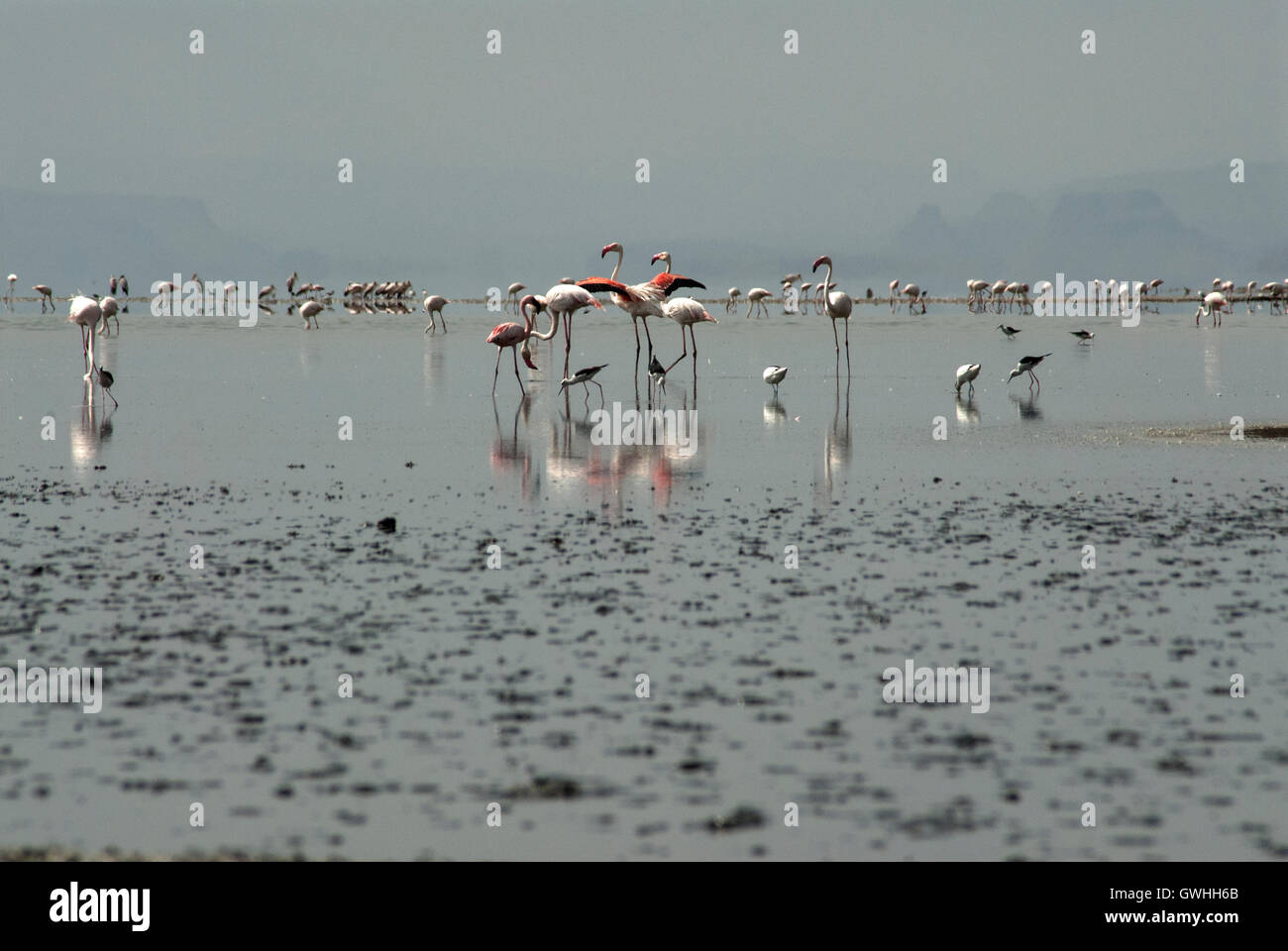 Paesaggio di fenicotteri rosa in un lago blu. Lake Magadi in Kenya. L'Africa. Foto Stock