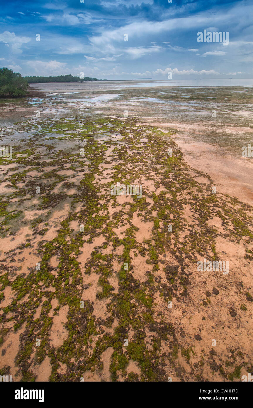 Paesaggio verticale di alghe sulla spiaggia che conduce all'oceano. L'Africa. Foto Stock