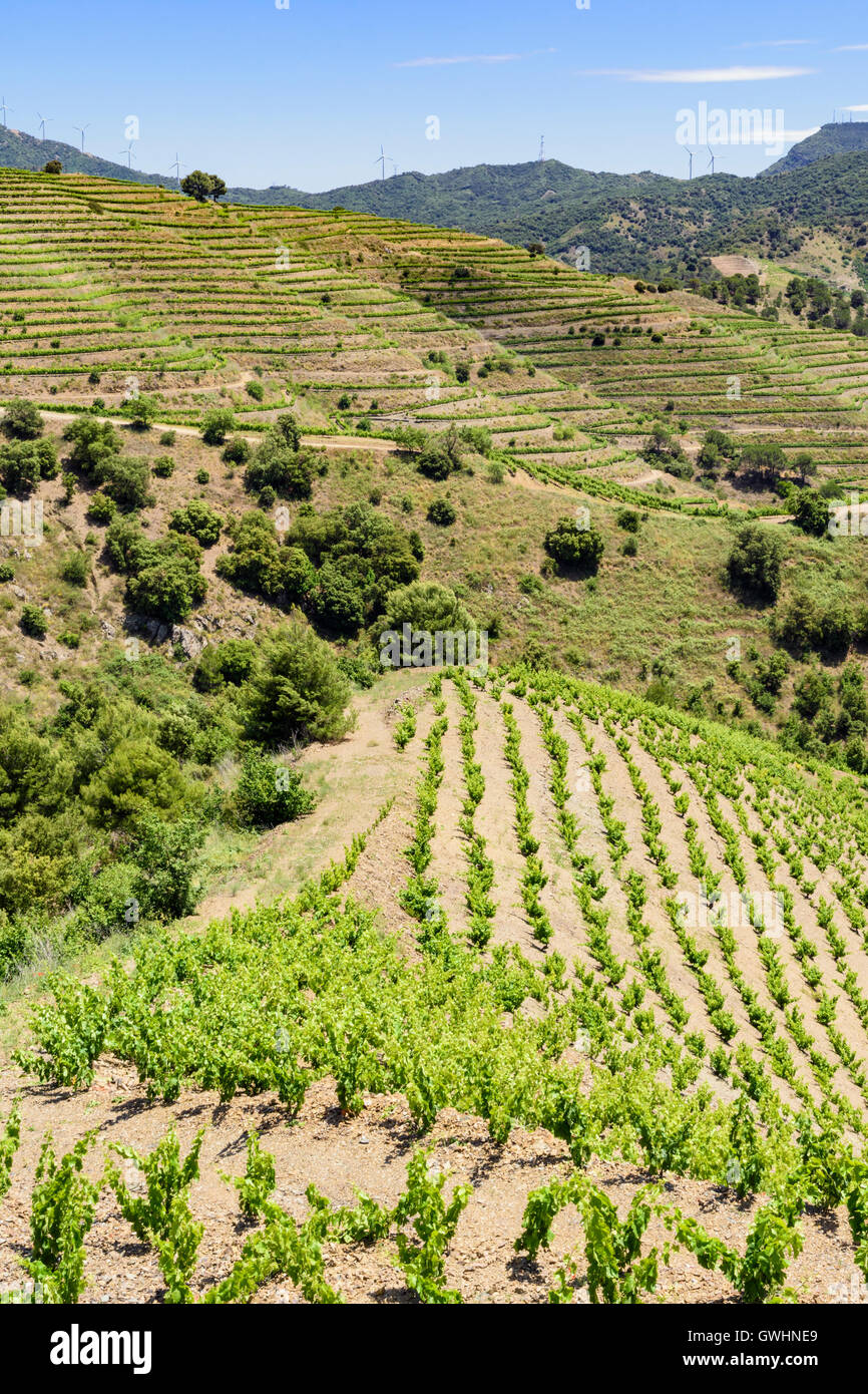 Le vigne del Priorat regione vinicola della Spagna, a nord-ovest di Porrera, Tarragona Catalogna Foto Stock