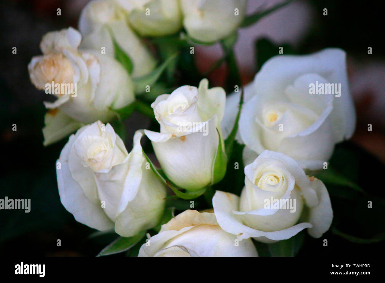 Rose fiori lutto bianco natura simbolica Foto Stock