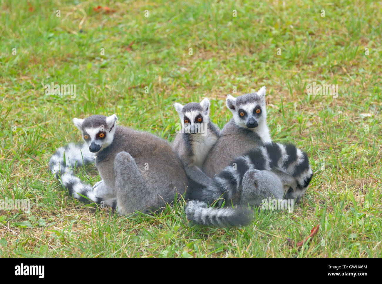 Anello-tailed lemur (Lemur catta) sul campo Foto Stock